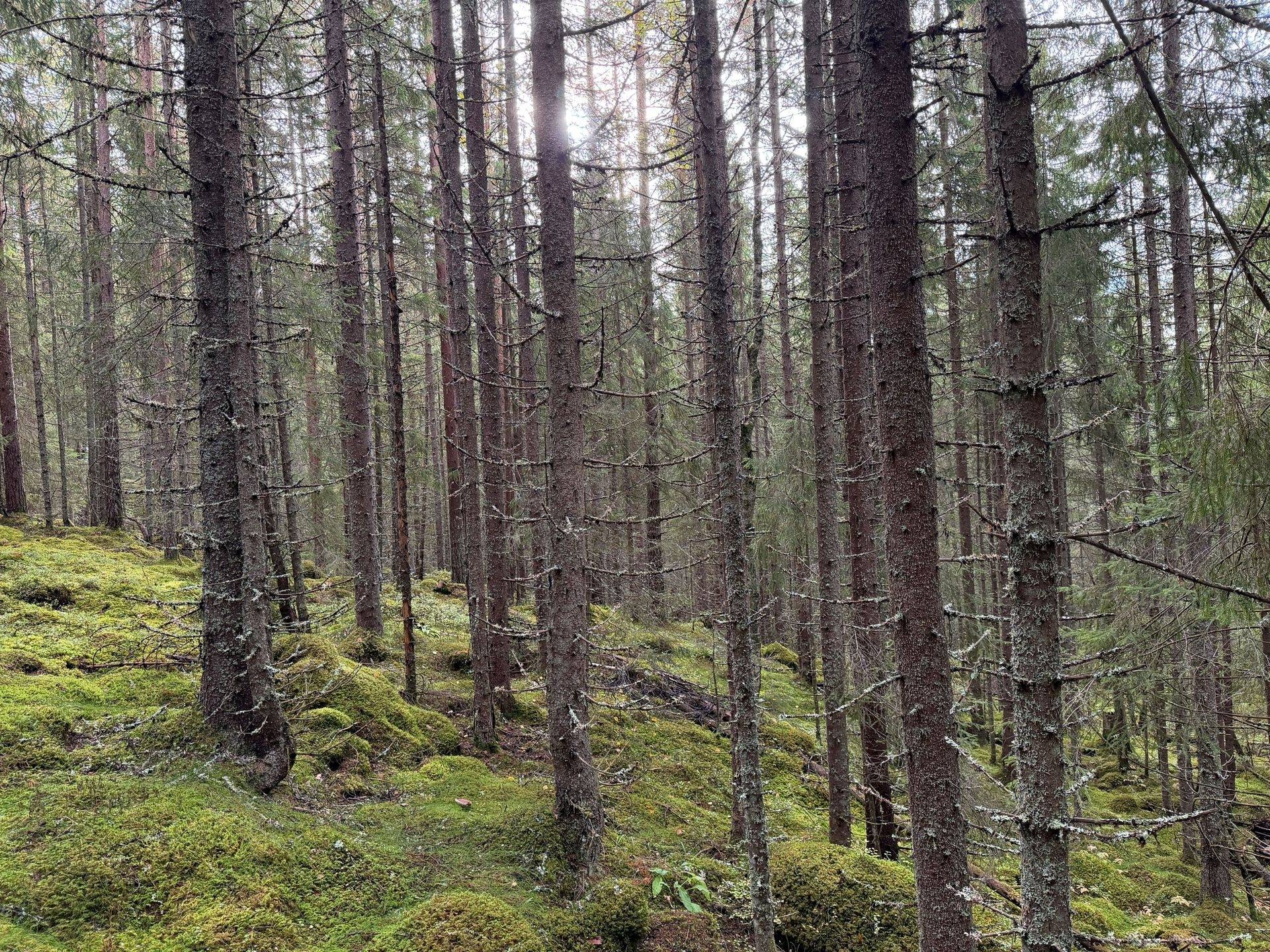 Gård/skog på Västra Storbyn 100:1 Mora kommun - bild 15