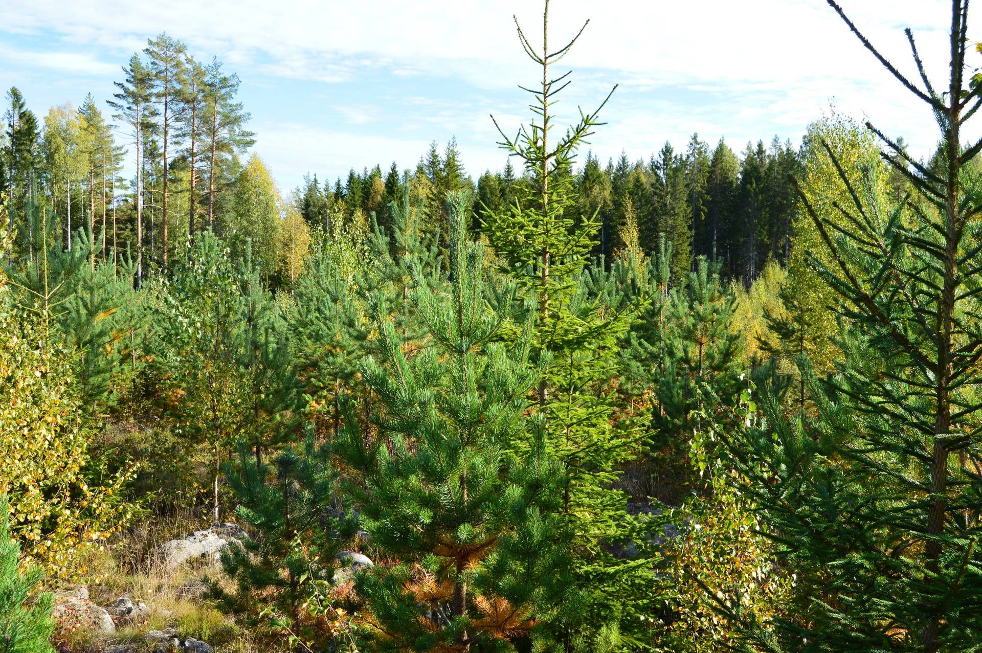 Gård med jordbruk på Sömskars skogen Sandvikens kommun - bild 39
