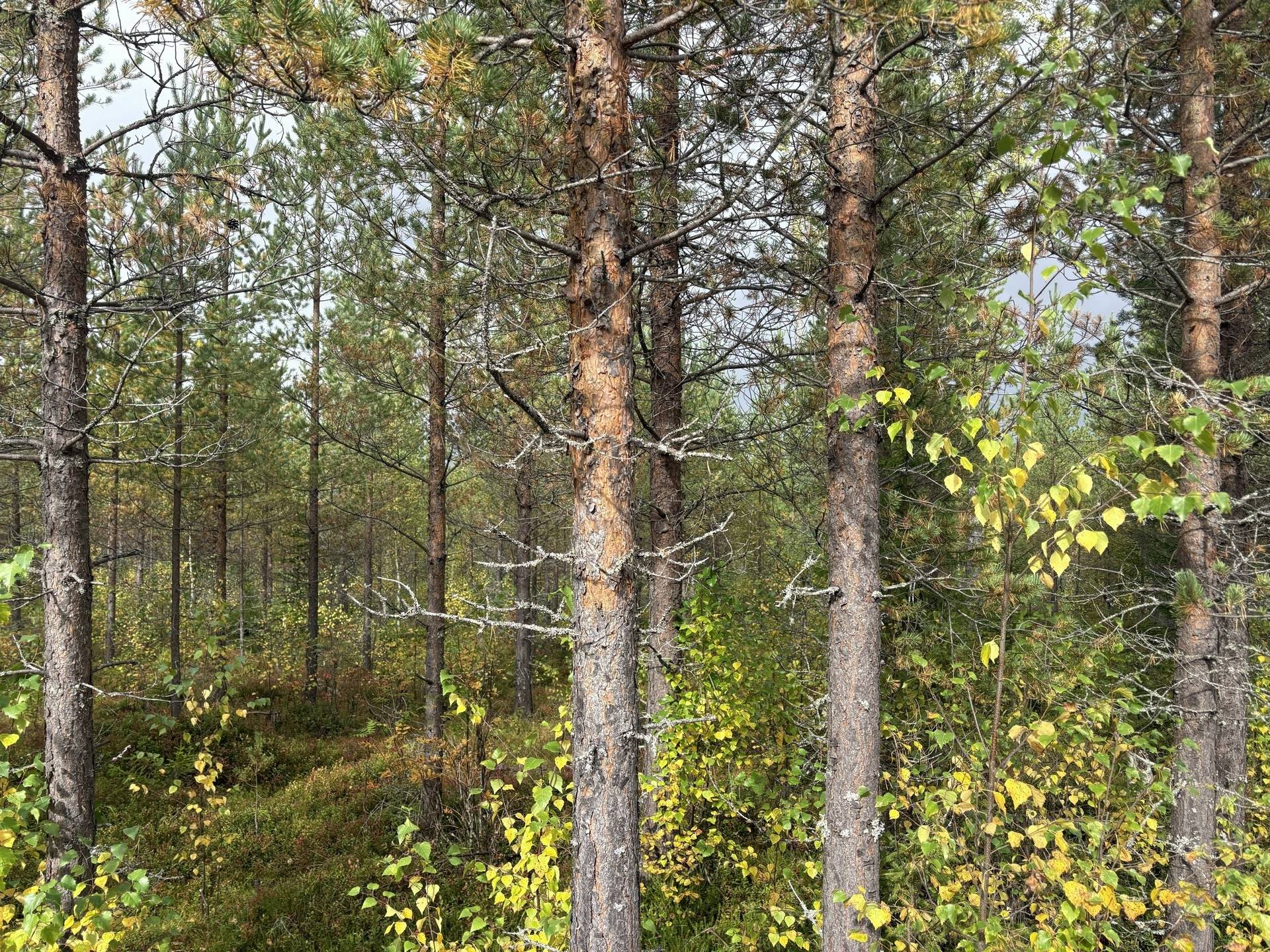 Gård/skog på Brattsbacka Nordmalings kommun - bild 4