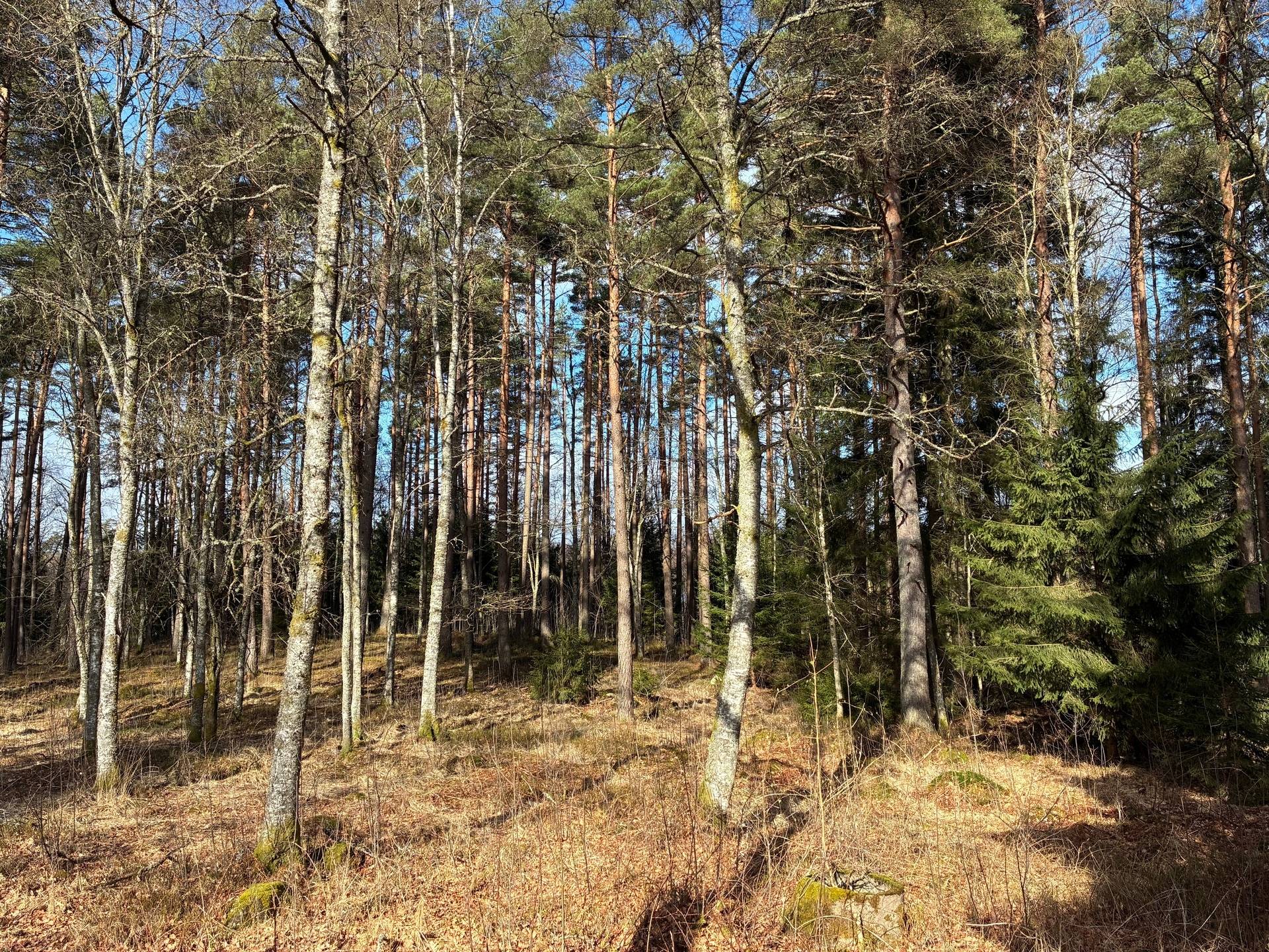 Gård/skog på Sjöaryd 3358 Markaryds kommun - bild 45