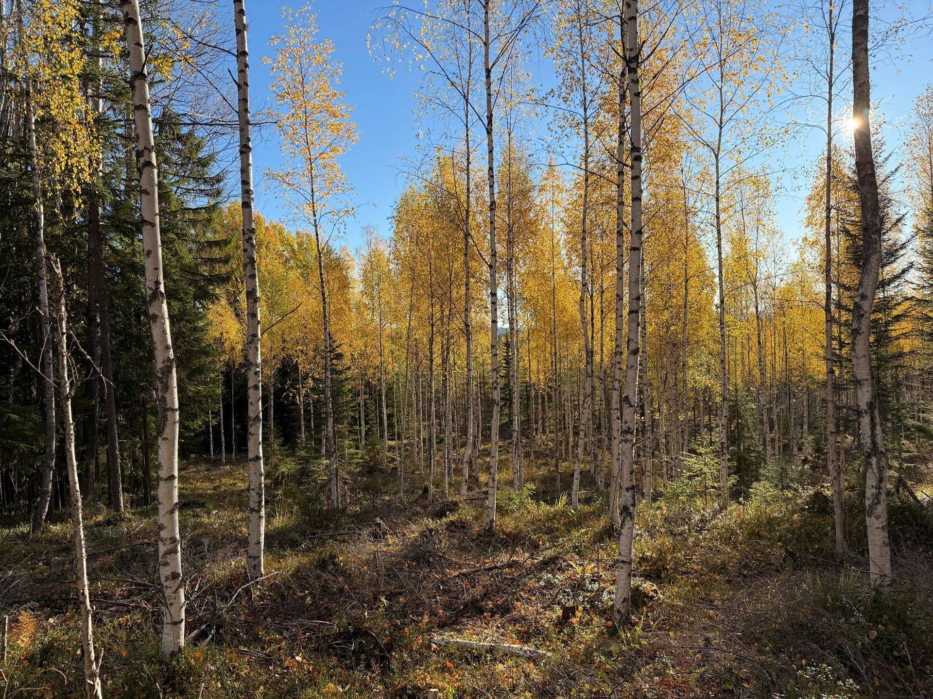 Gård/skog på Hansjö 8:5 Orsa kommun - bild 15