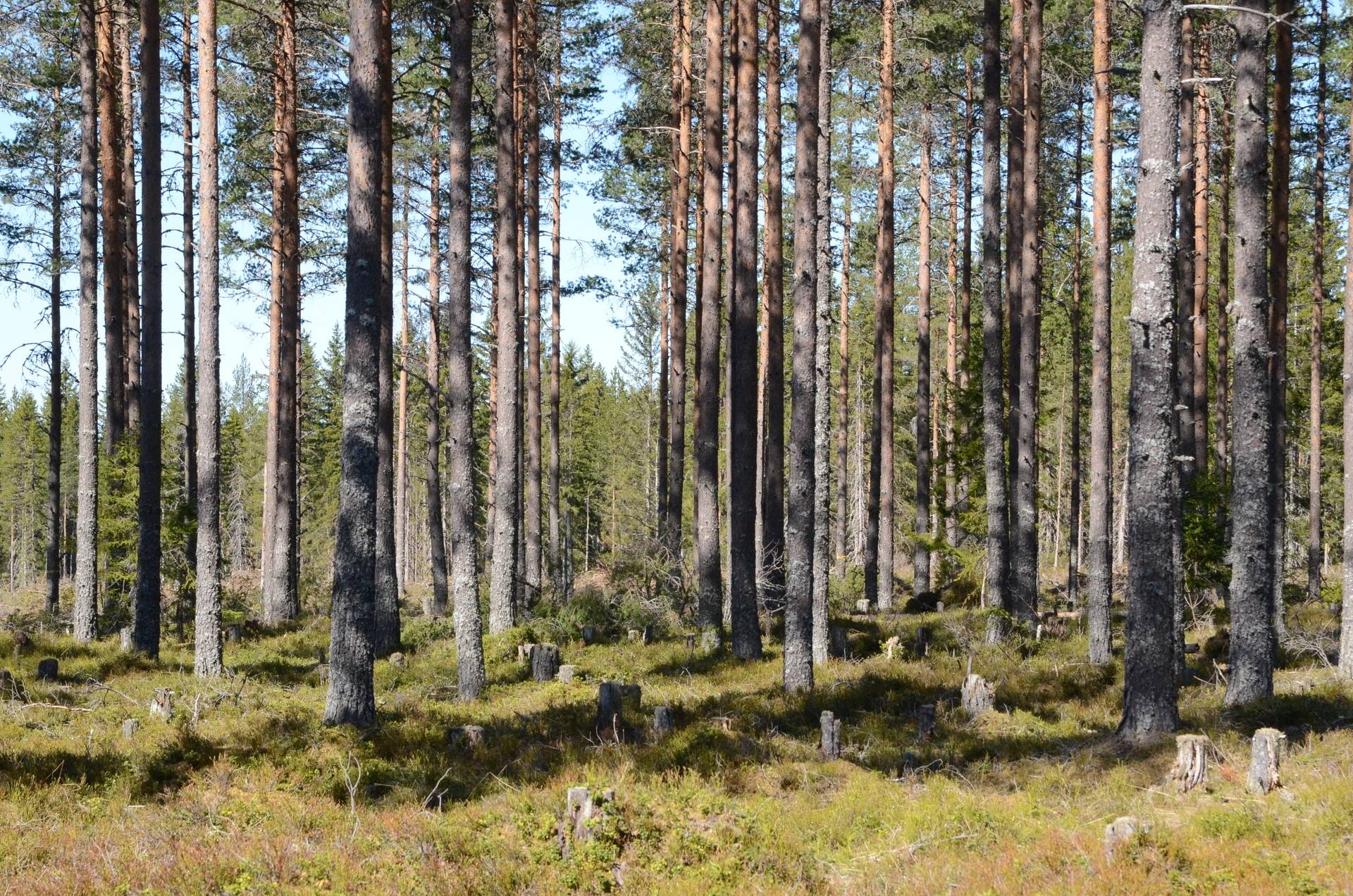 Gård med skogsbruk på Gulleråsen Rättviks kommun - bild 6