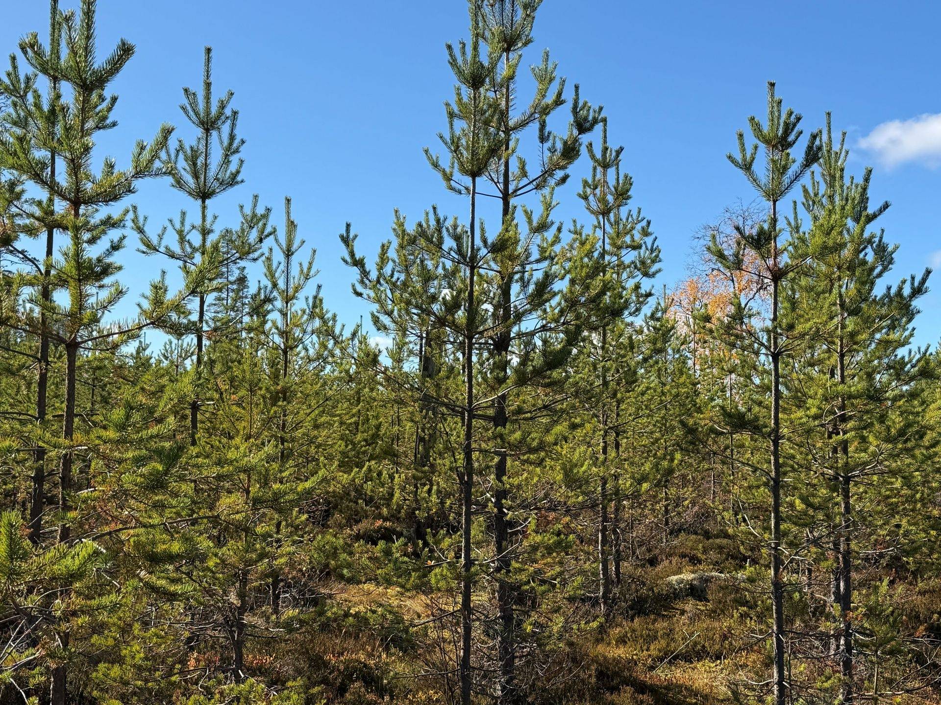 Gård/skog på Limbäck 103:2 Mora kommun - bild 19