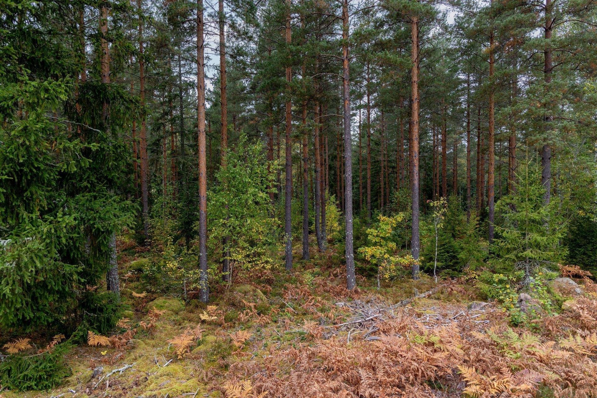 Gård/skog på Dalsebo Vena Hultsfreds kommun - bild 8