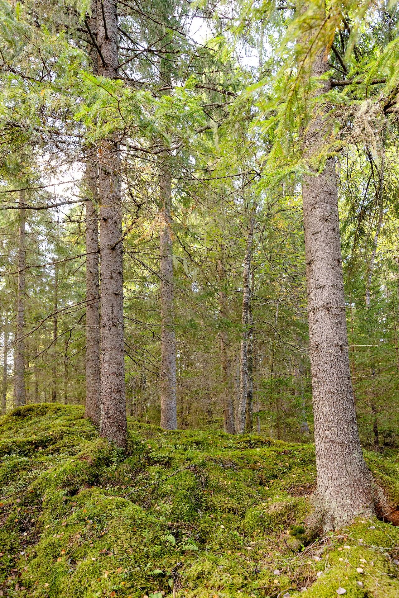 190 m² Gård med jordbruk på Djupviksängen Askersunds kommun - bild 33