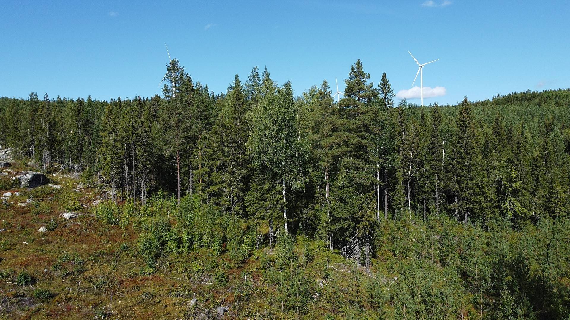 Gård med skogsbruk Örnsköldsviks kommun - bild 8