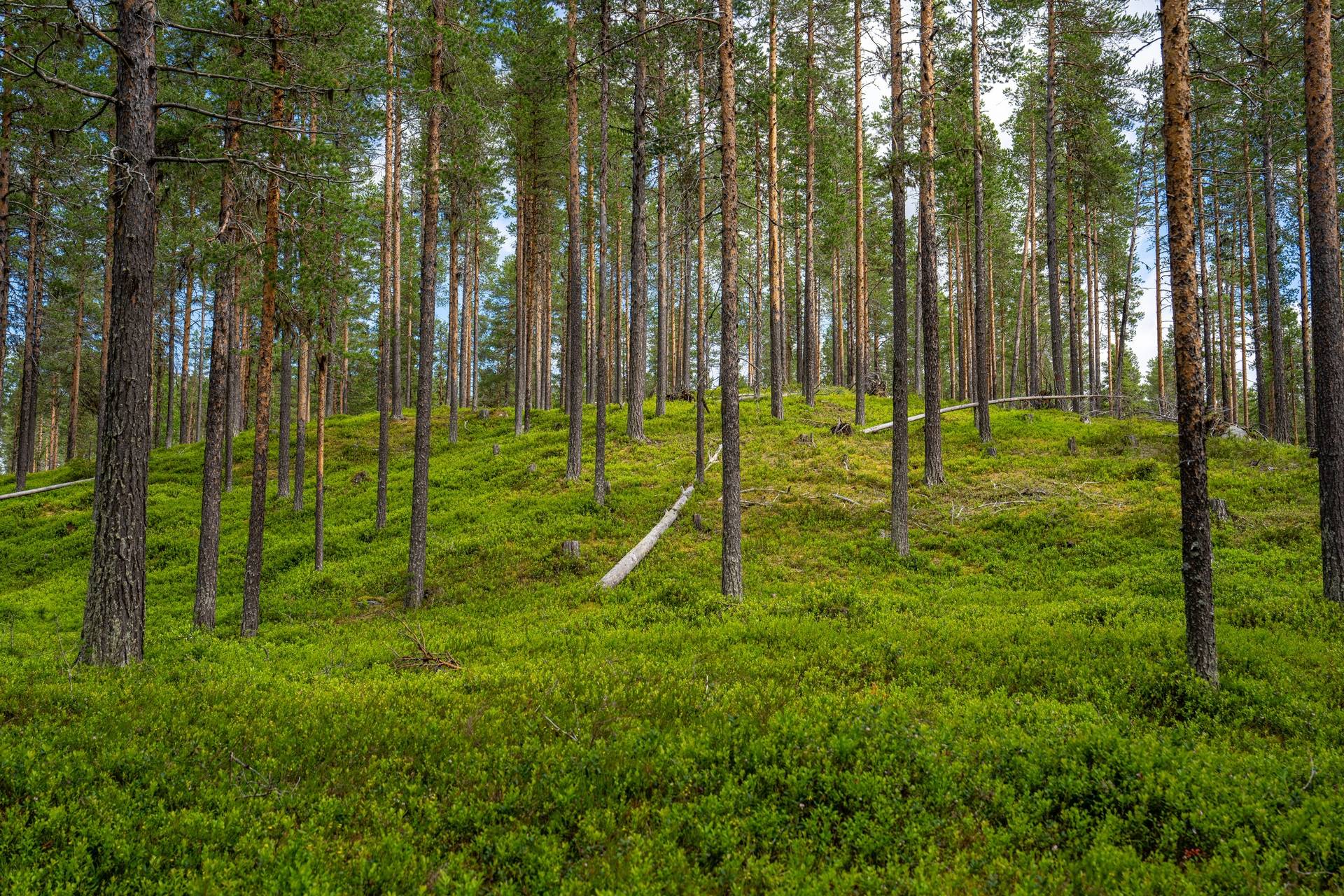 Gård/skog på Storholmen – En historisk ö i Storuman Storumans kommun - bild 34