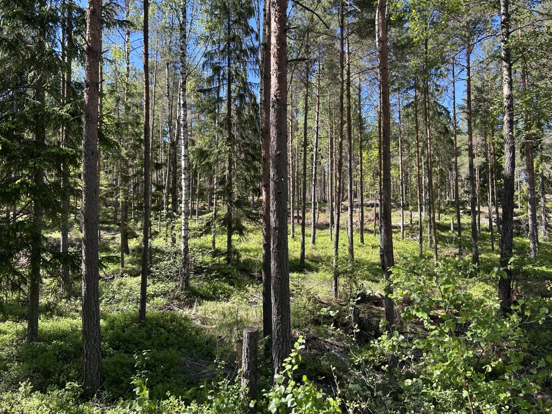 Gård med jordbruk på Solsjöbodane Bengtsfors kommun - bild 25