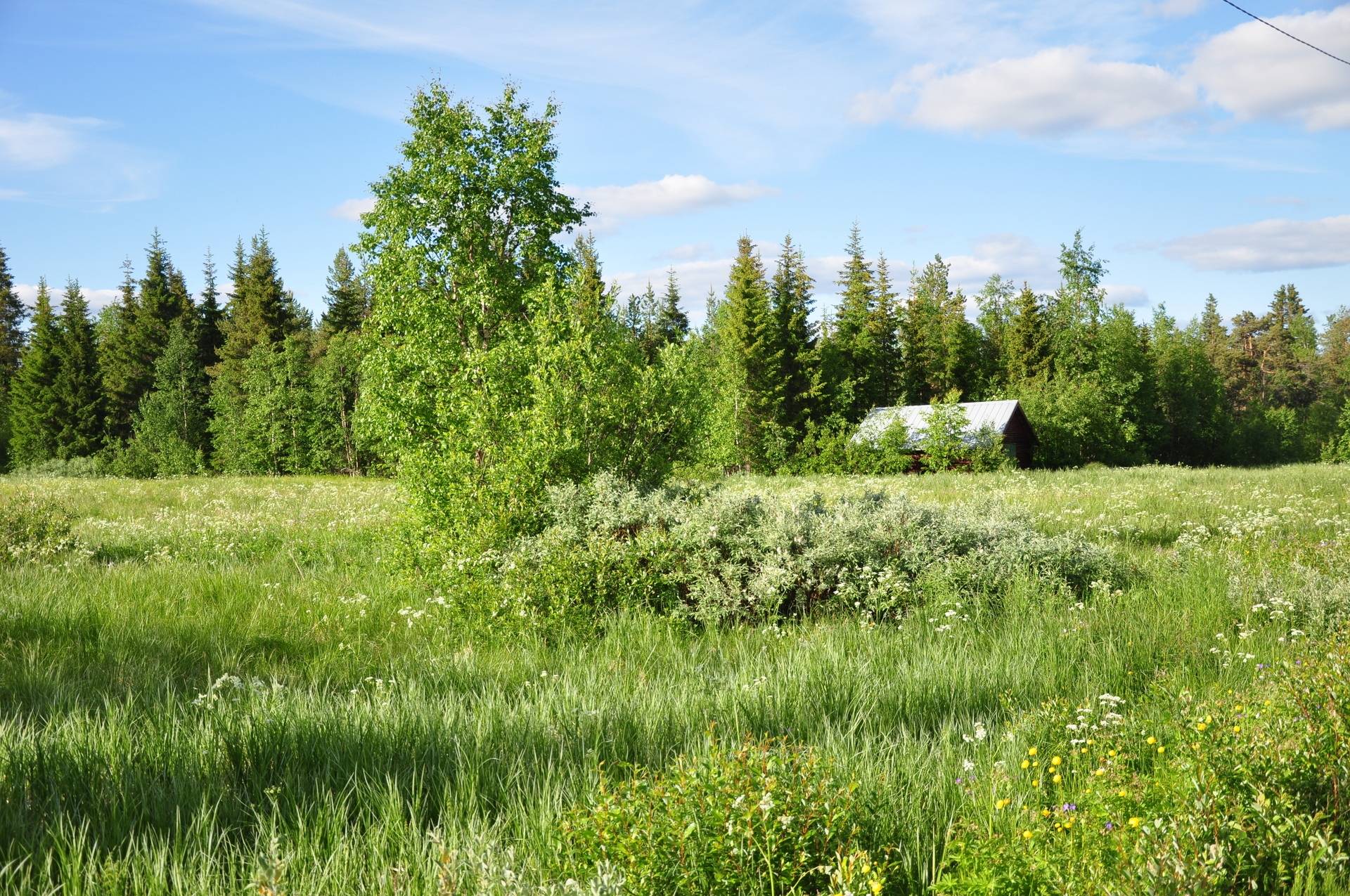 Gård/skog på Merasjärvi Kiruna kommun - bild 11
