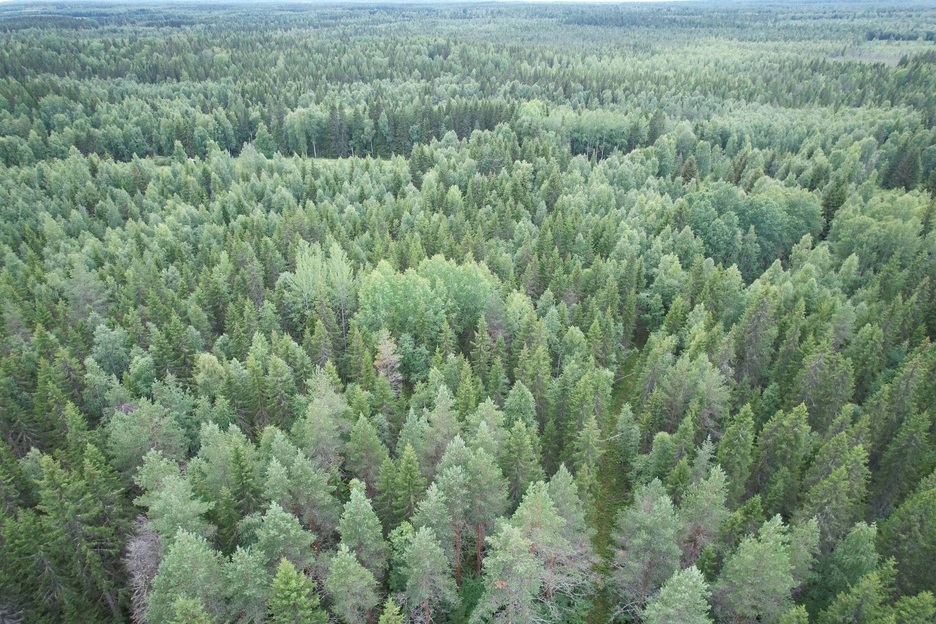 Gård/skog på Korpikylä Haparanda kommun - bild 2