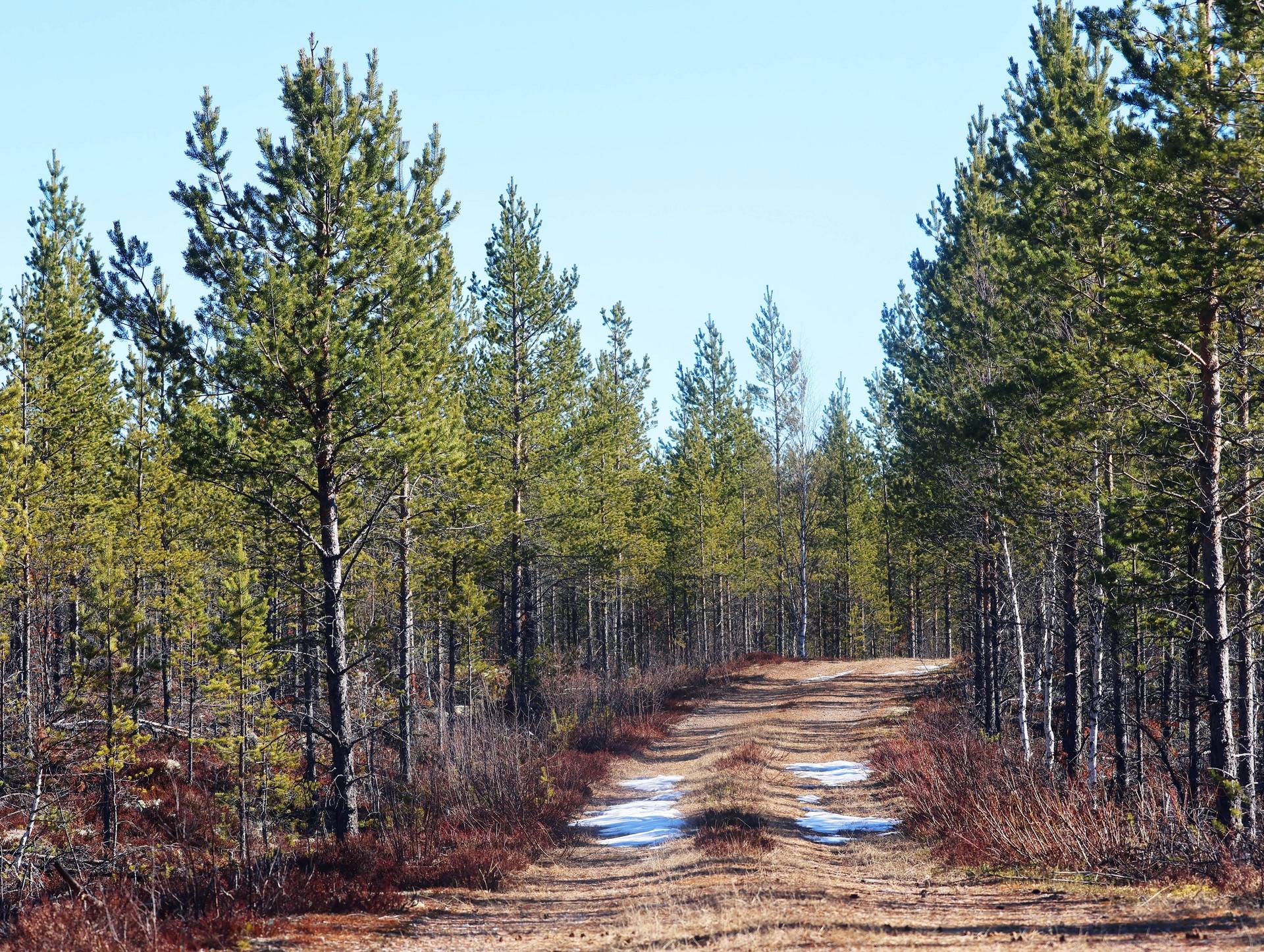 Gård med skogsbruk på ORRMO Härjedalens kommun - bild 6