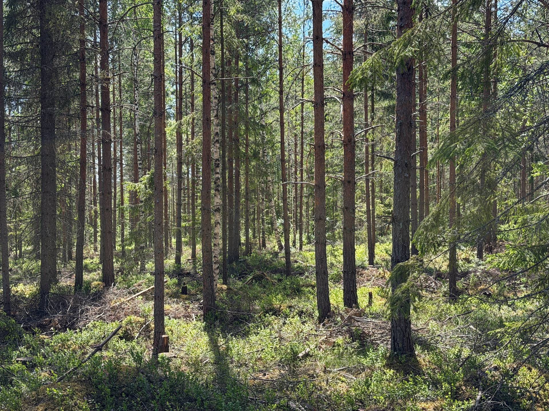 Gård/skog på Hedemora Vikarbyn 18:2 Hedemora kommun - bild 23