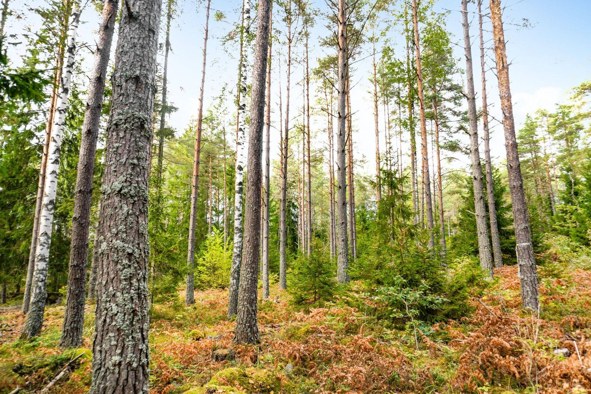 Gård med skogsbruk på NORRTÄLJE SÖDERMARJUM 2:2 Norrtälje kommun - bild 3