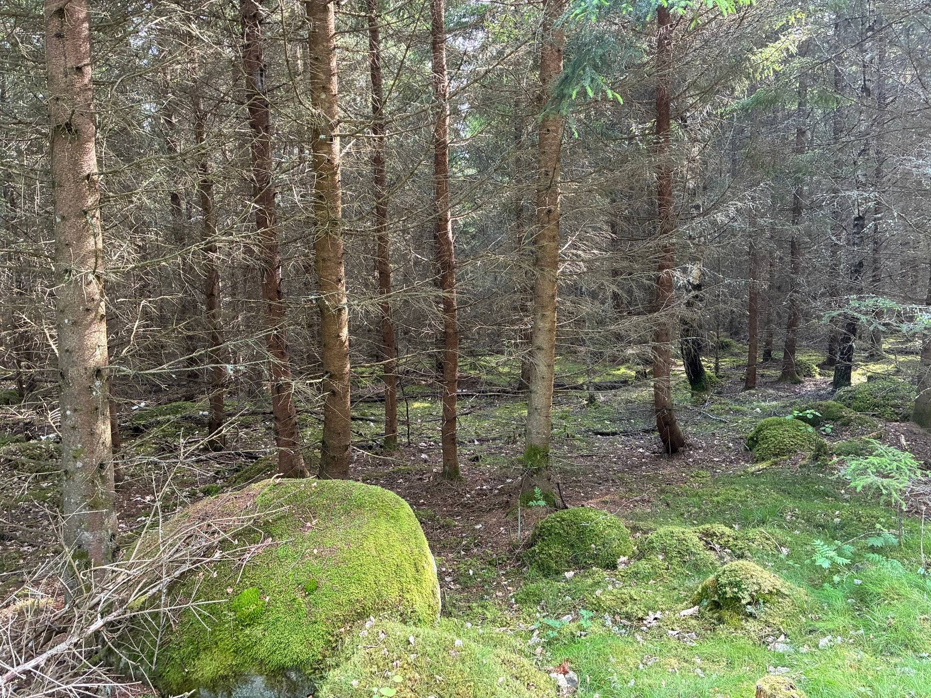 Gård/skog Växjö kommun - bild 6
