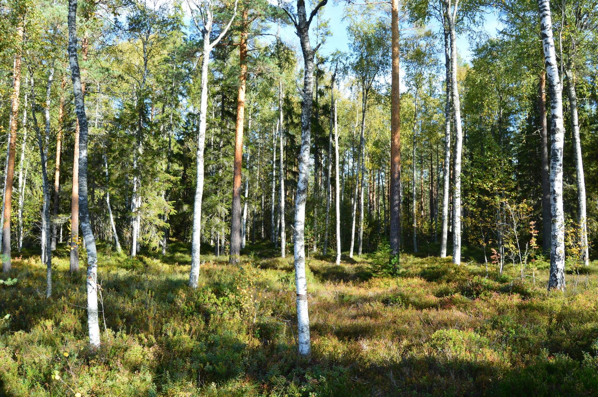 Gård med skogsbruk på Landtjärn Sandvikens kommun - bild 31