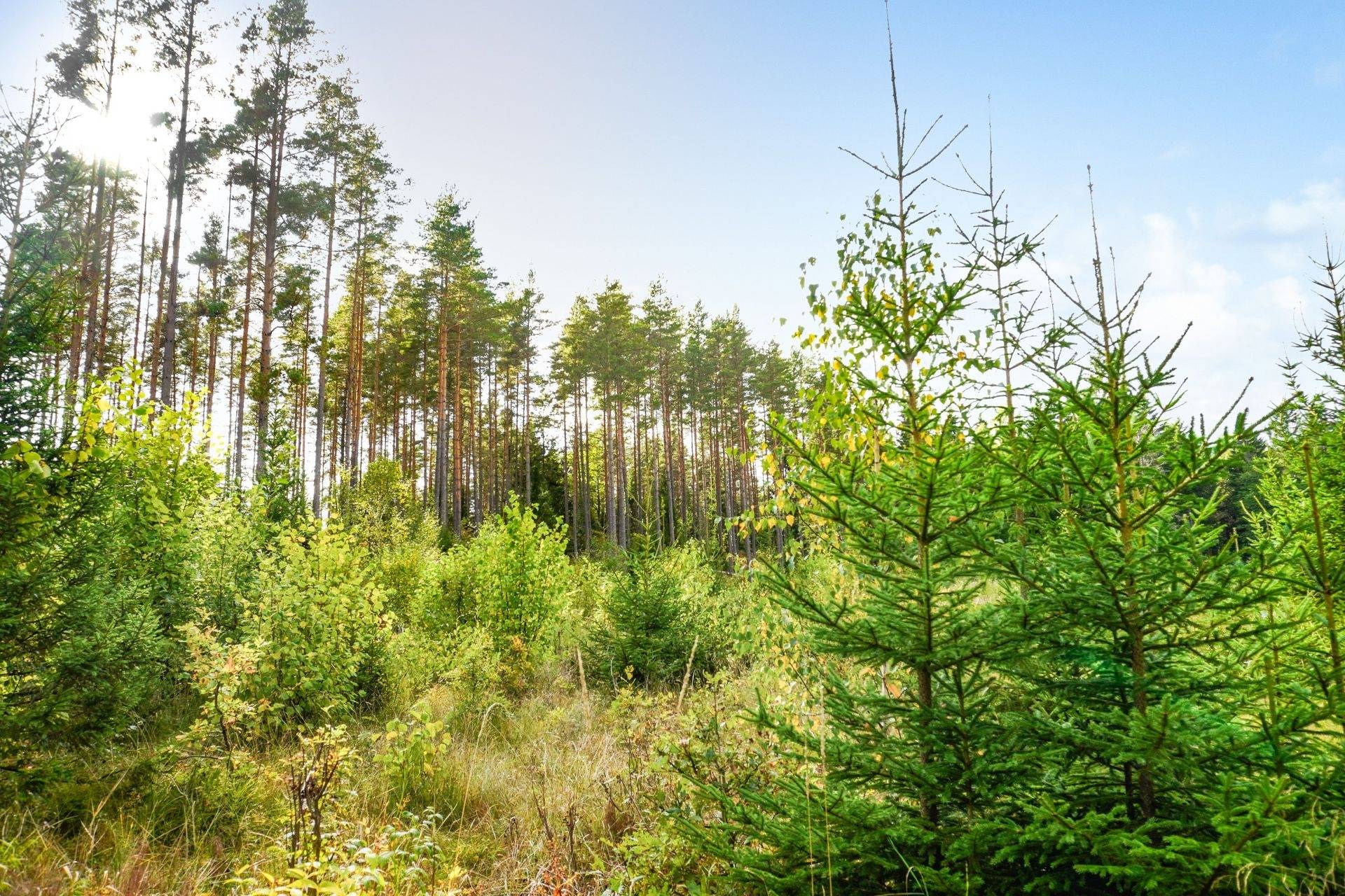 Gård med skogsbruk på NORRTÄLJE SÖDERMARJUM 2:2 Norrtälje kommun - bild 7