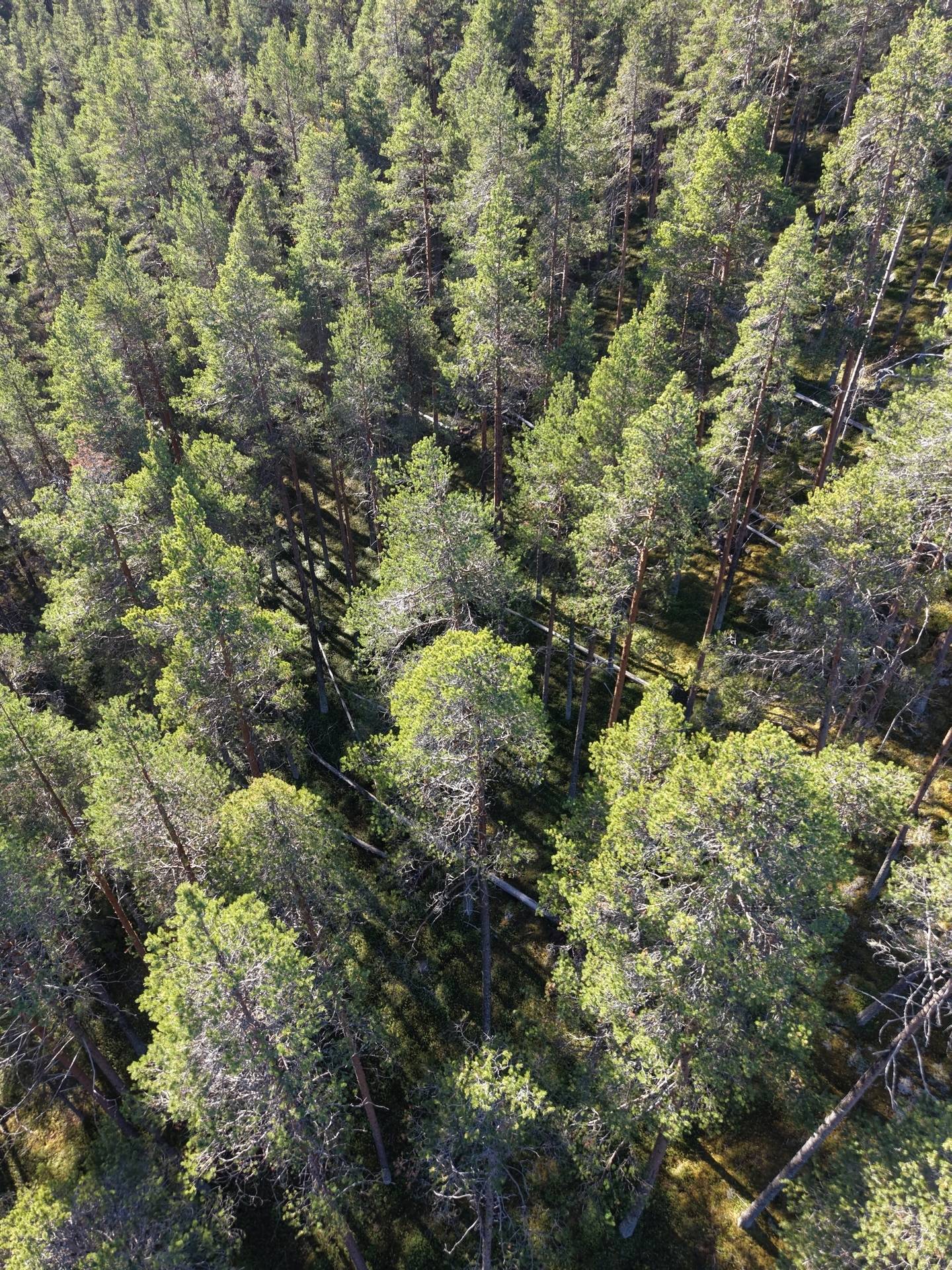 Gård med skogsbruk på Älvsbyn högheden 8:4, 8:5 & Piteå Björkheden 1:6 Älvsbyn Älvsbyns kommun - bild 5