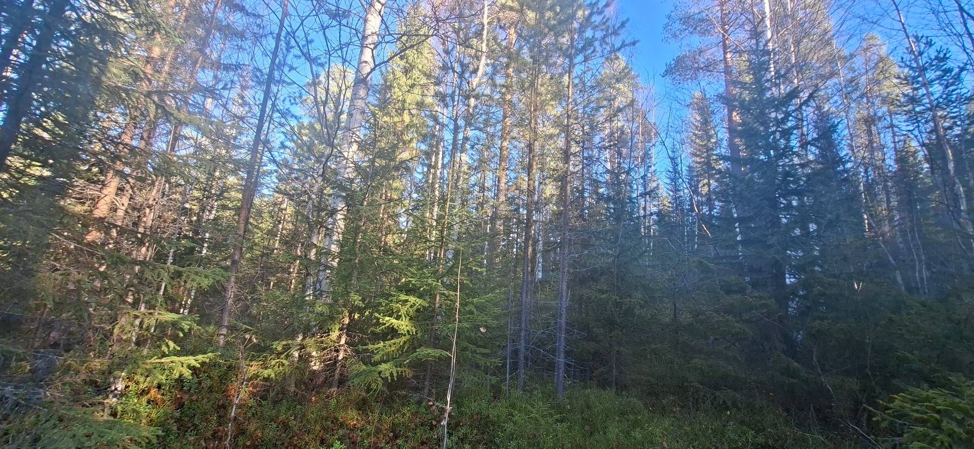 Gård med skogsbruk på Älvsbyn högheden 8:4, 8:5 & Piteå Björkheden 1:6 Älvsbyn Älvsbyns kommun - bild 11
