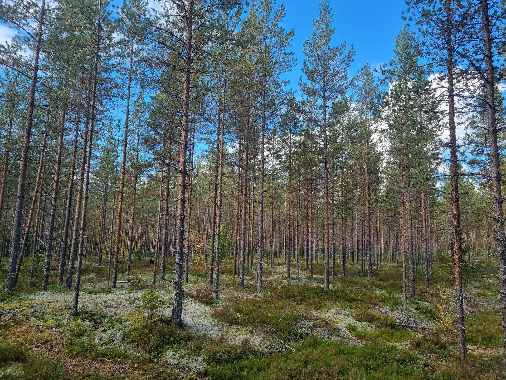 6 rum Gård med jordbruk på Mullsjö 85 Nordmalings kommun - bild 37