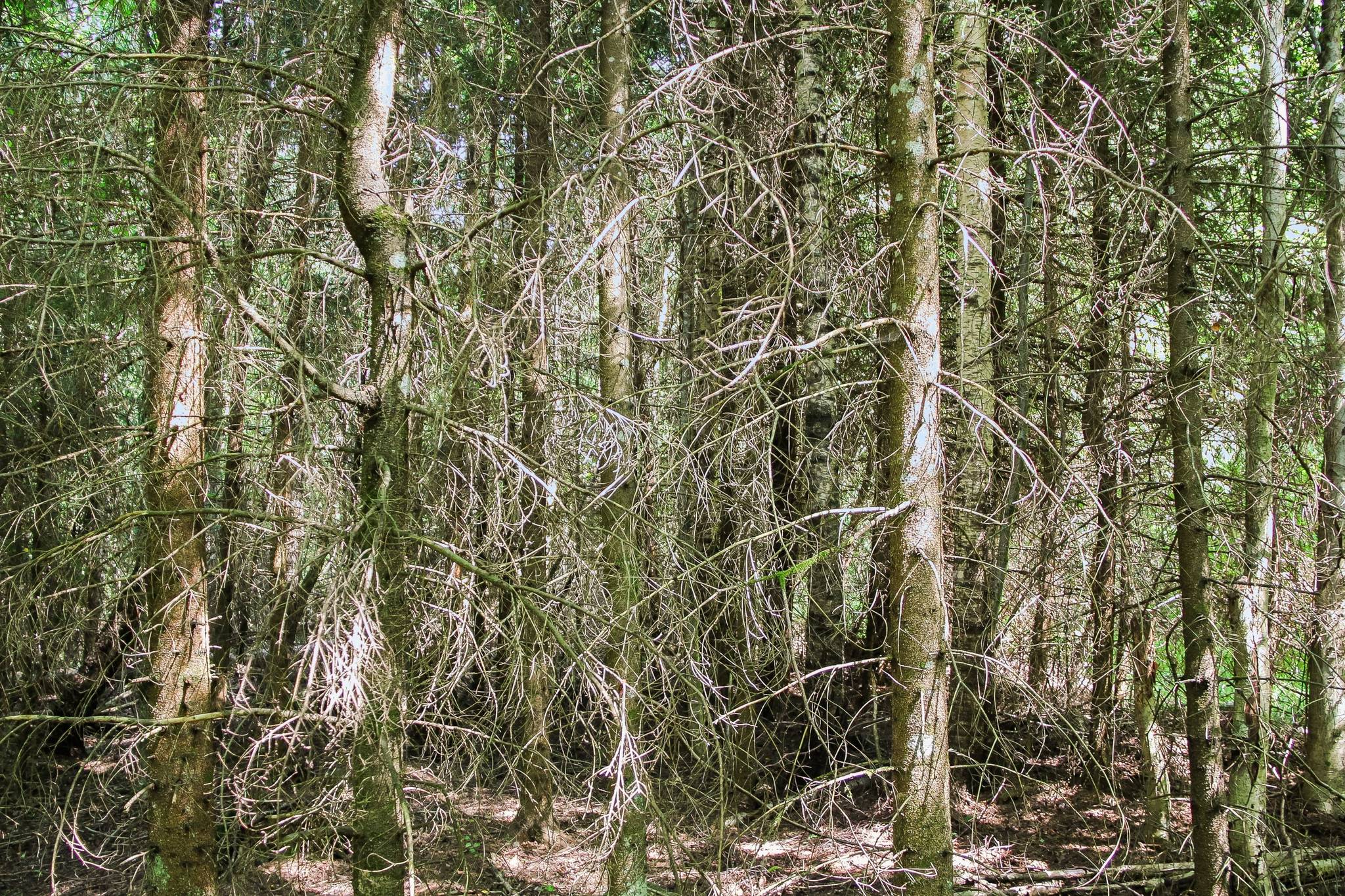 133 m² Gård/skog på Lilla Vittsjö 556 Vittsjö Hässleholms kommun - bild 22