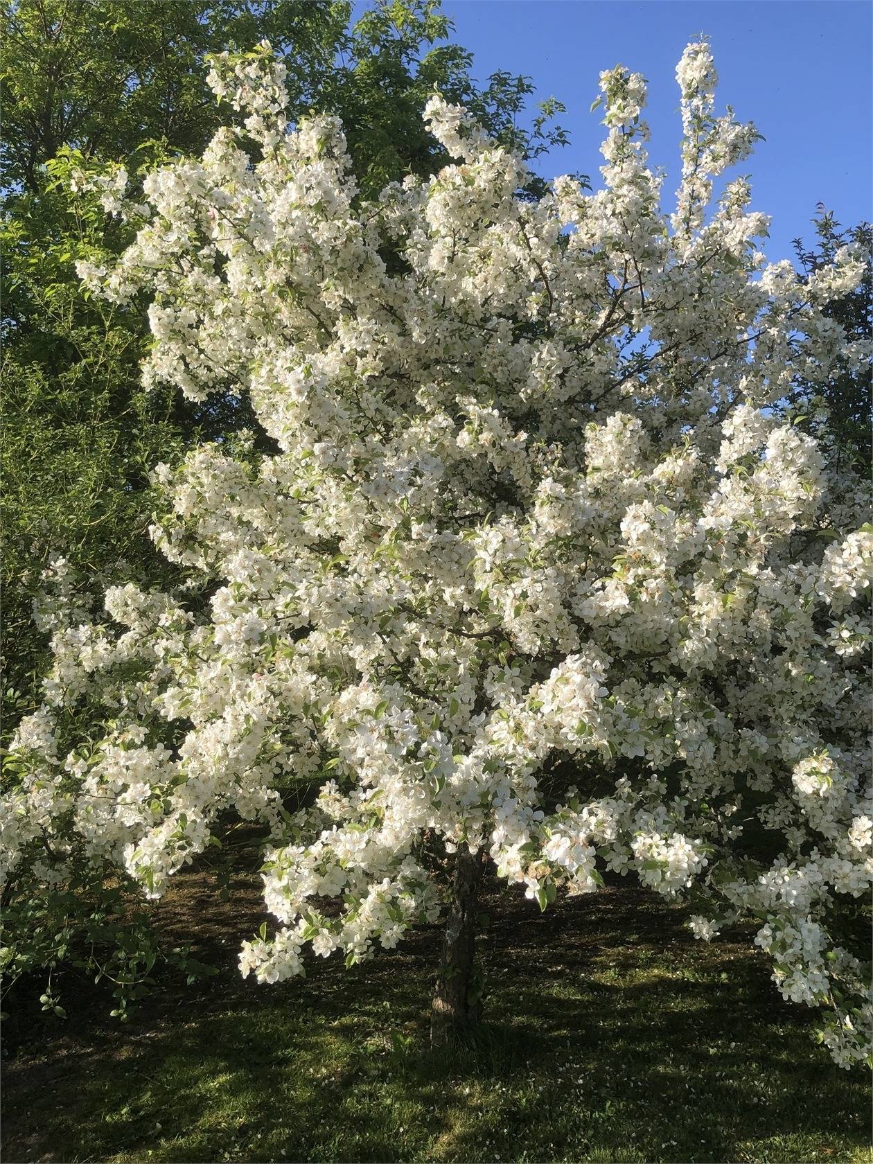 84 m² Gård/skog på Alslöv Österbo 545 Eldsberga Halmstads kommun - bild 36