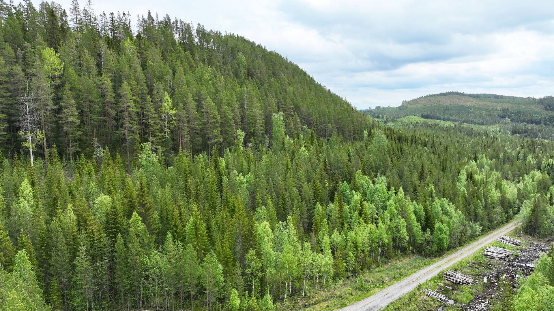 Gård med skogsbruk på Ortholmen Hede Härjedalens kommun - bild 3