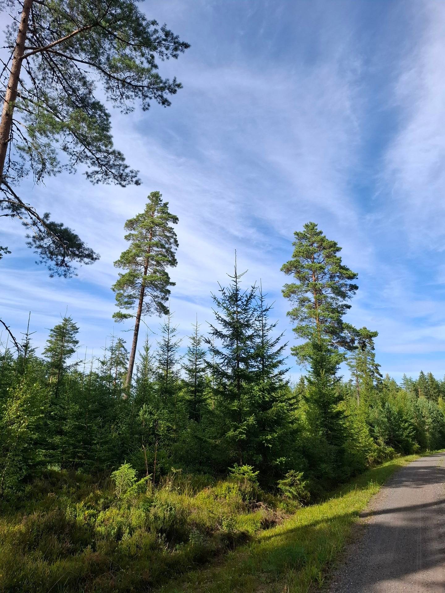 Gård med skogsbruk Jönköping Jönköpings kommun - bild 10