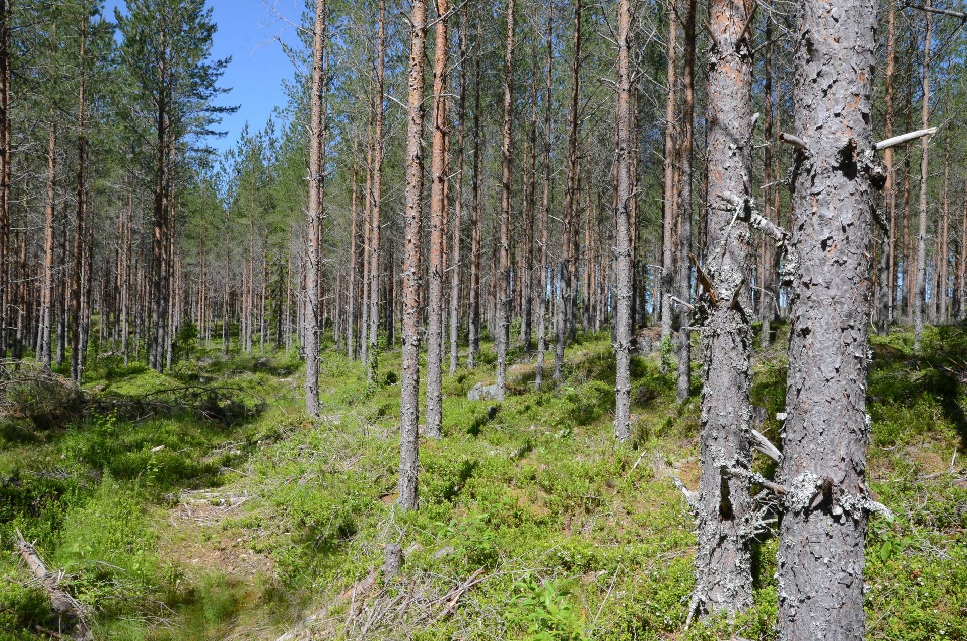 Gård med skogsbruk på Fjäkelmyra Borlänge kommun - bild 32