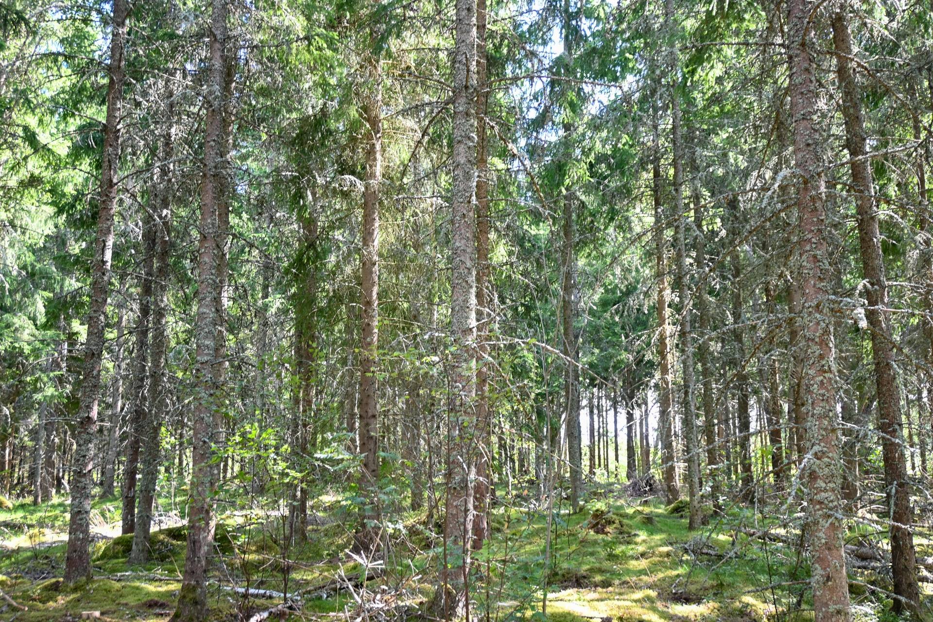 Gård/skog på Götestorp Vetlanda kommun - bild 25