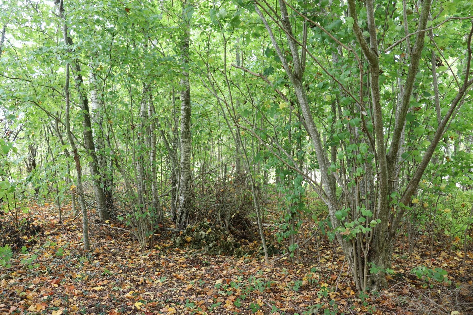 4 rum Gård utan jordbruk på Fardhem Rodarve 513 Fardhem - Södra Gotland Gotlands kommun - bild 56