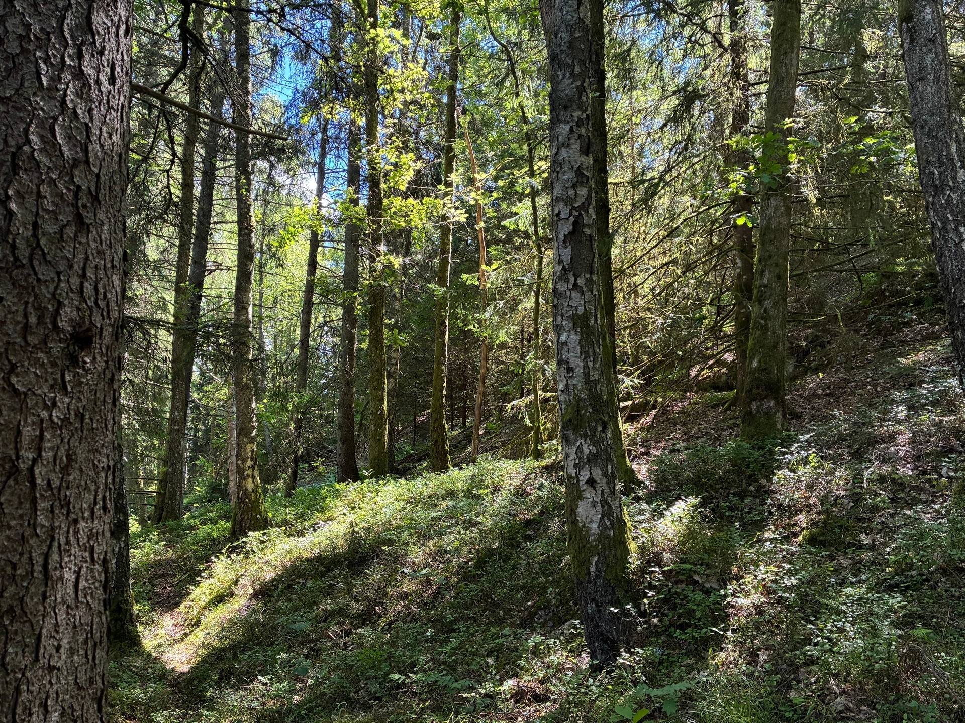 Gård/skog på Obebyggd skogsfastighet Varekil Orust kommun - bild 2