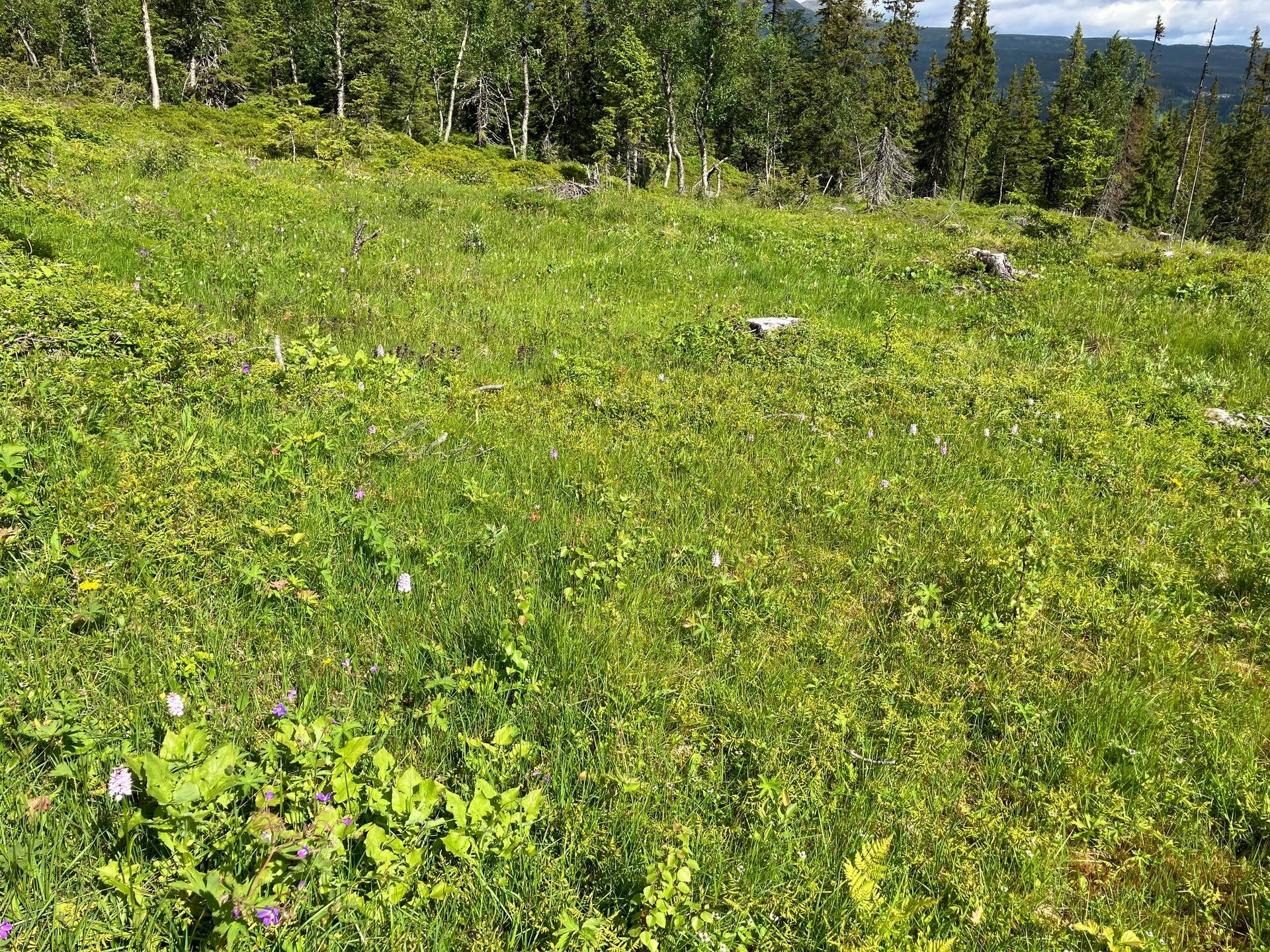 Gård med skogsbruk på ÅRE HÅRBÖRSTA 1:54 Åre kommun - bild 9