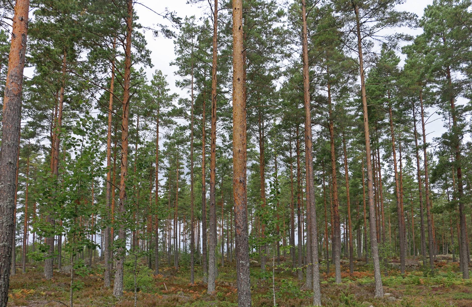 Gård/skog på Fliseryds-Boda Skog AB Mönsterås kommun - bild 6
