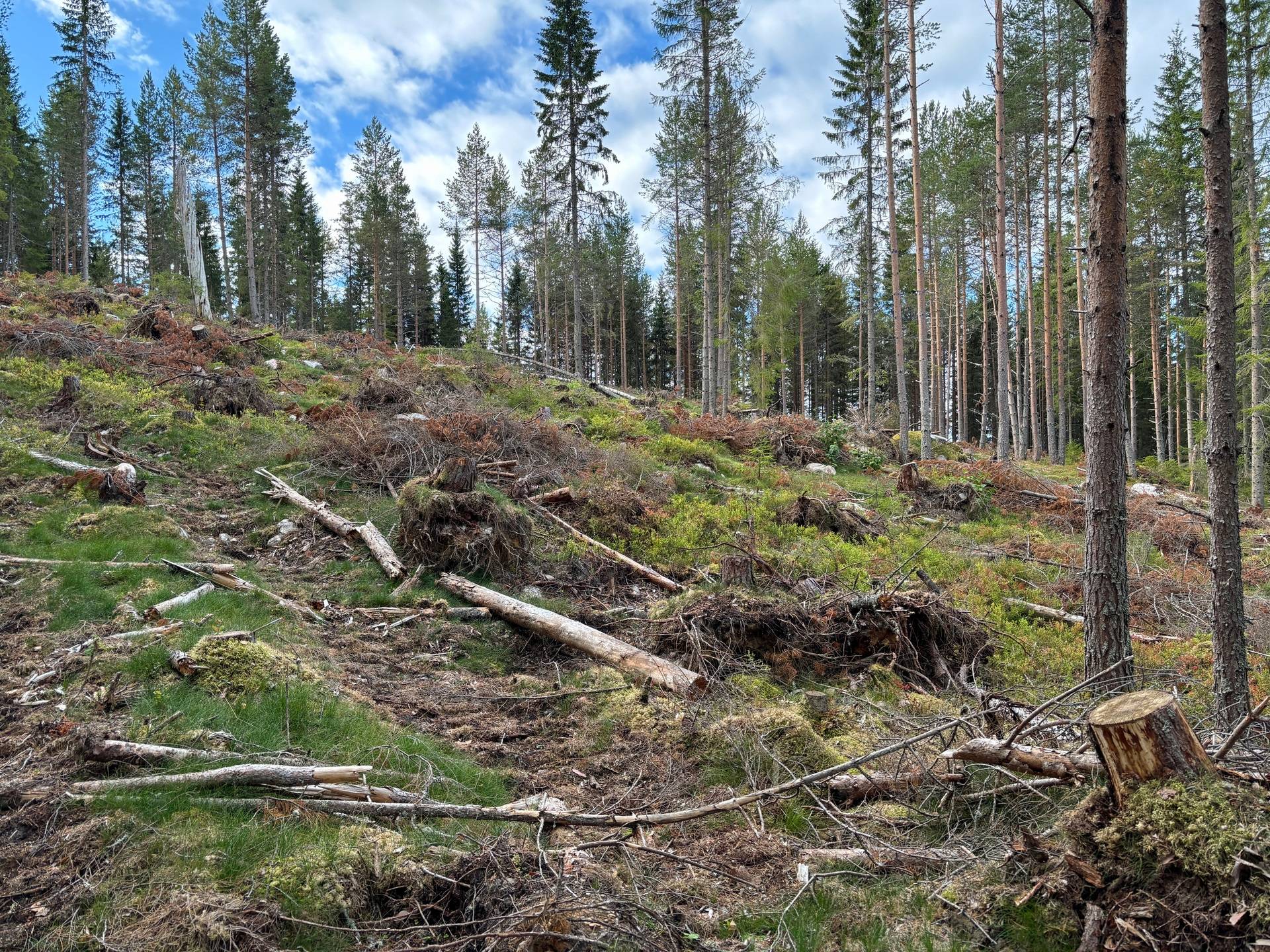 Gård/skog på Skogsskifte i Gullbergsbo Gullbergsbo Ovanåkers kommun - bild 7