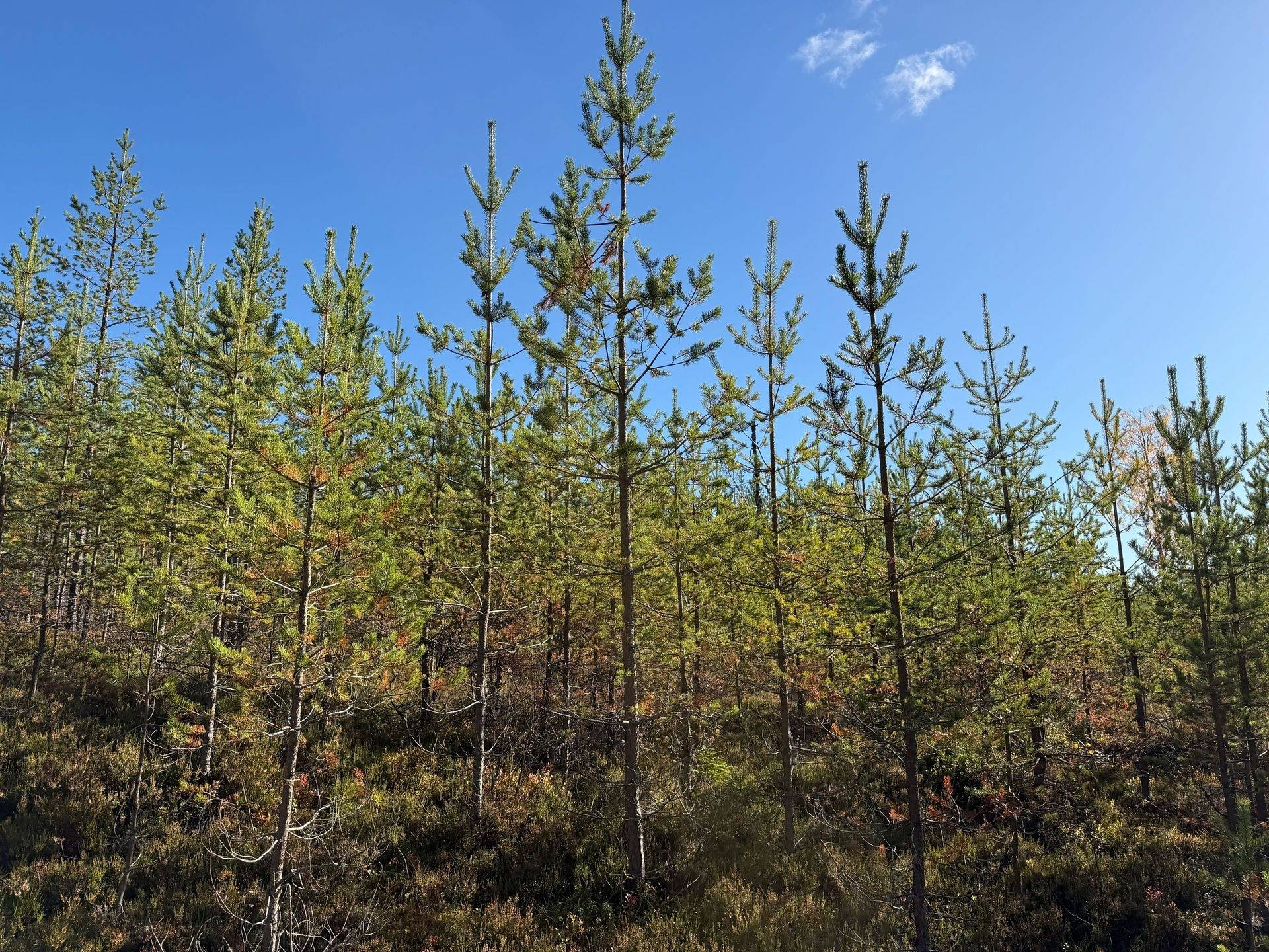 Gård/skog på Limbäck 103:2 Mora kommun - bild 15