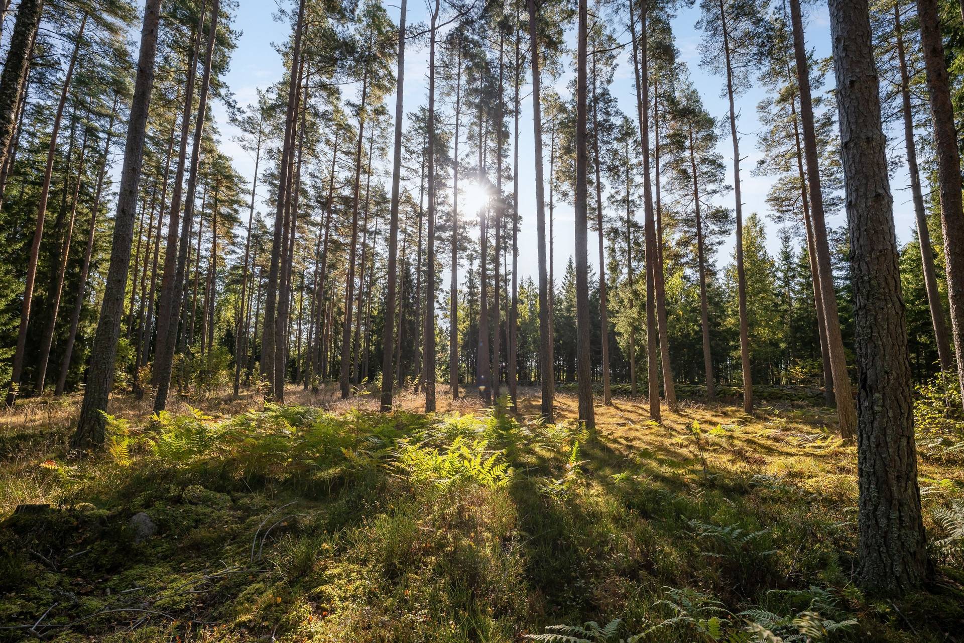 5 rum Fritidshus på Östra Hällasjö 124 Emmaboda kommun - bild 53