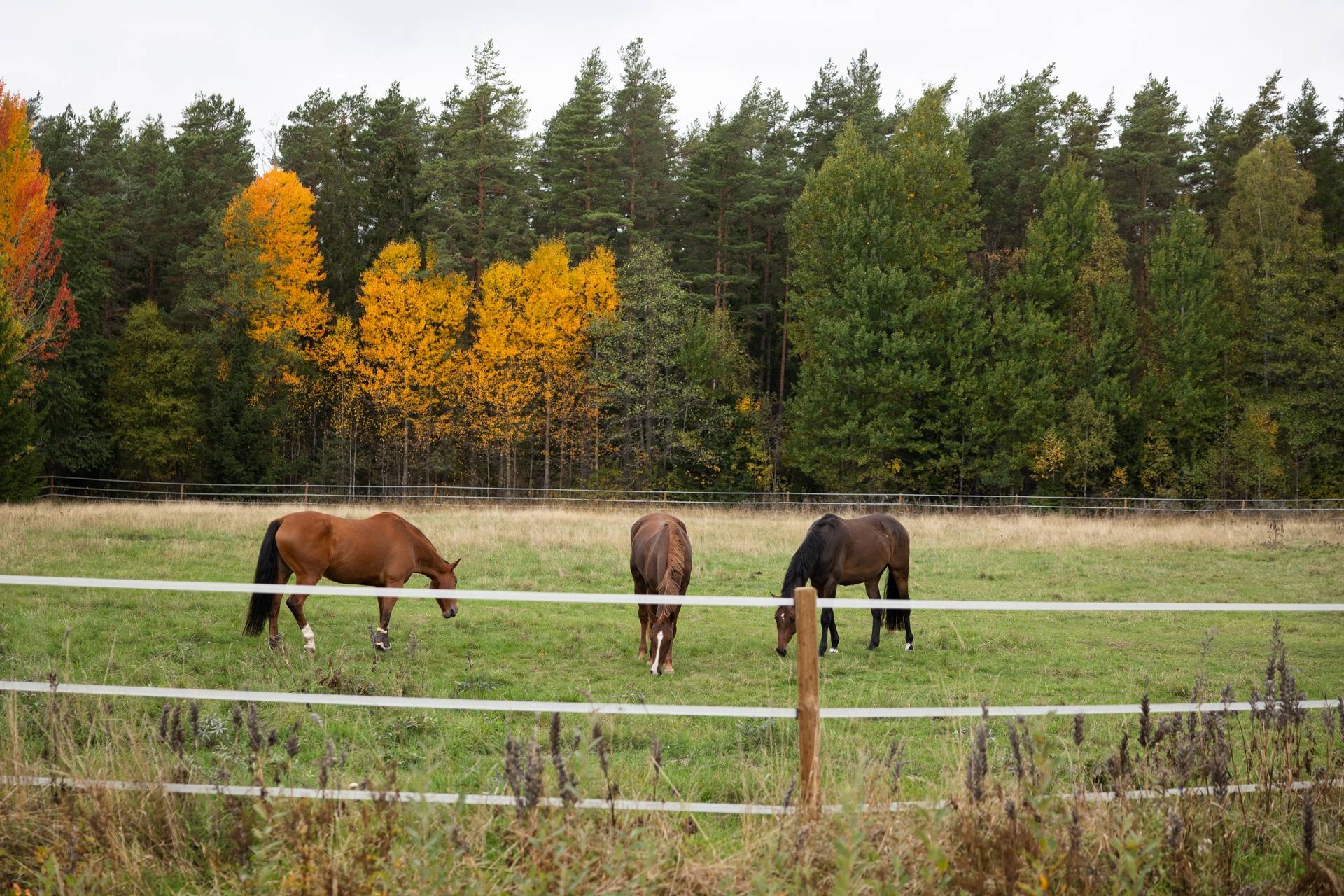 5 rum Gård/skog på Mellringe gård 1 Läggesta/Hedlandet Mariefred Strängnäs kommun - bild 7