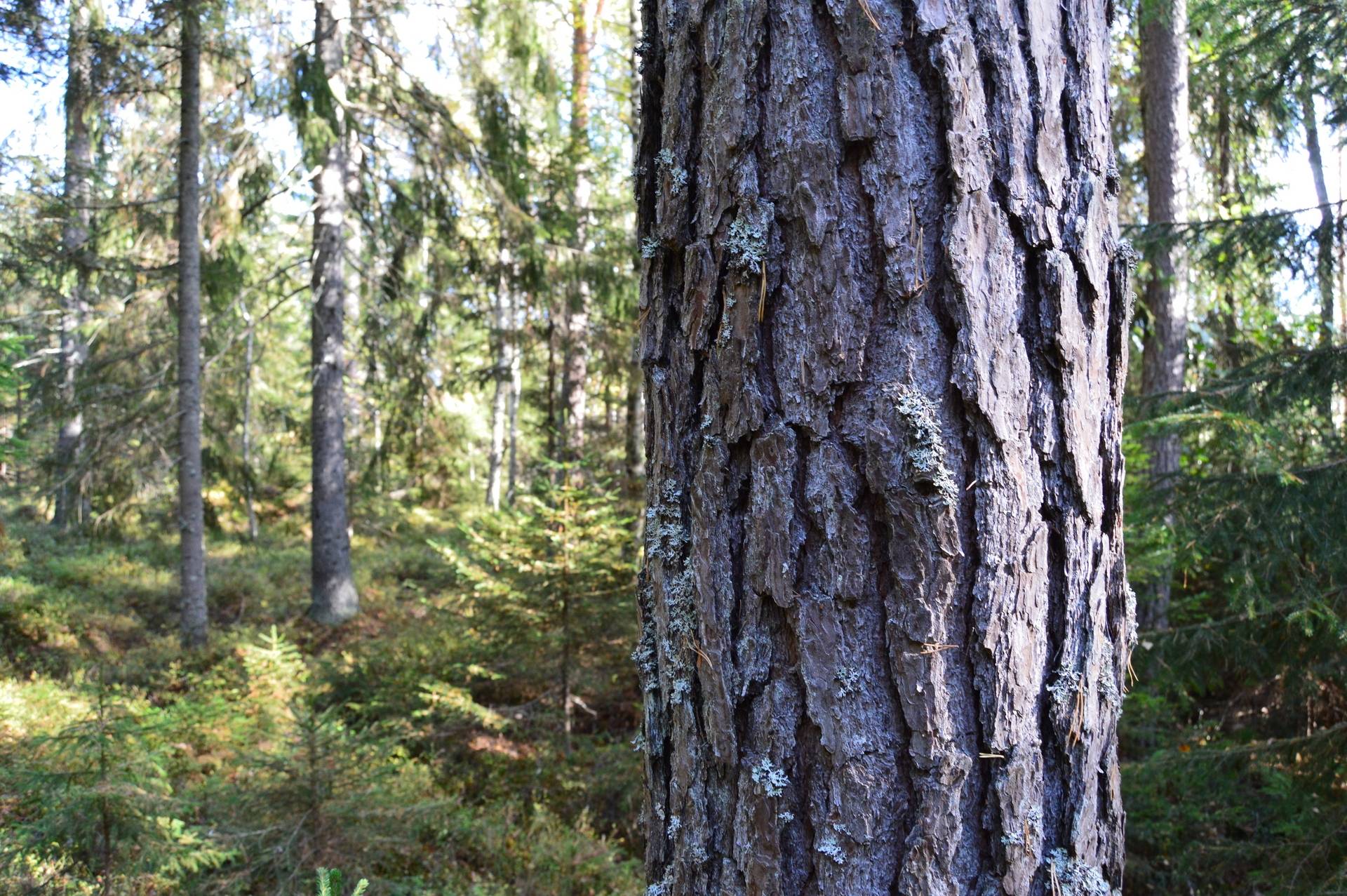 Gård med skogsbruk på Landtjärn Sandvikens kommun - bild 5