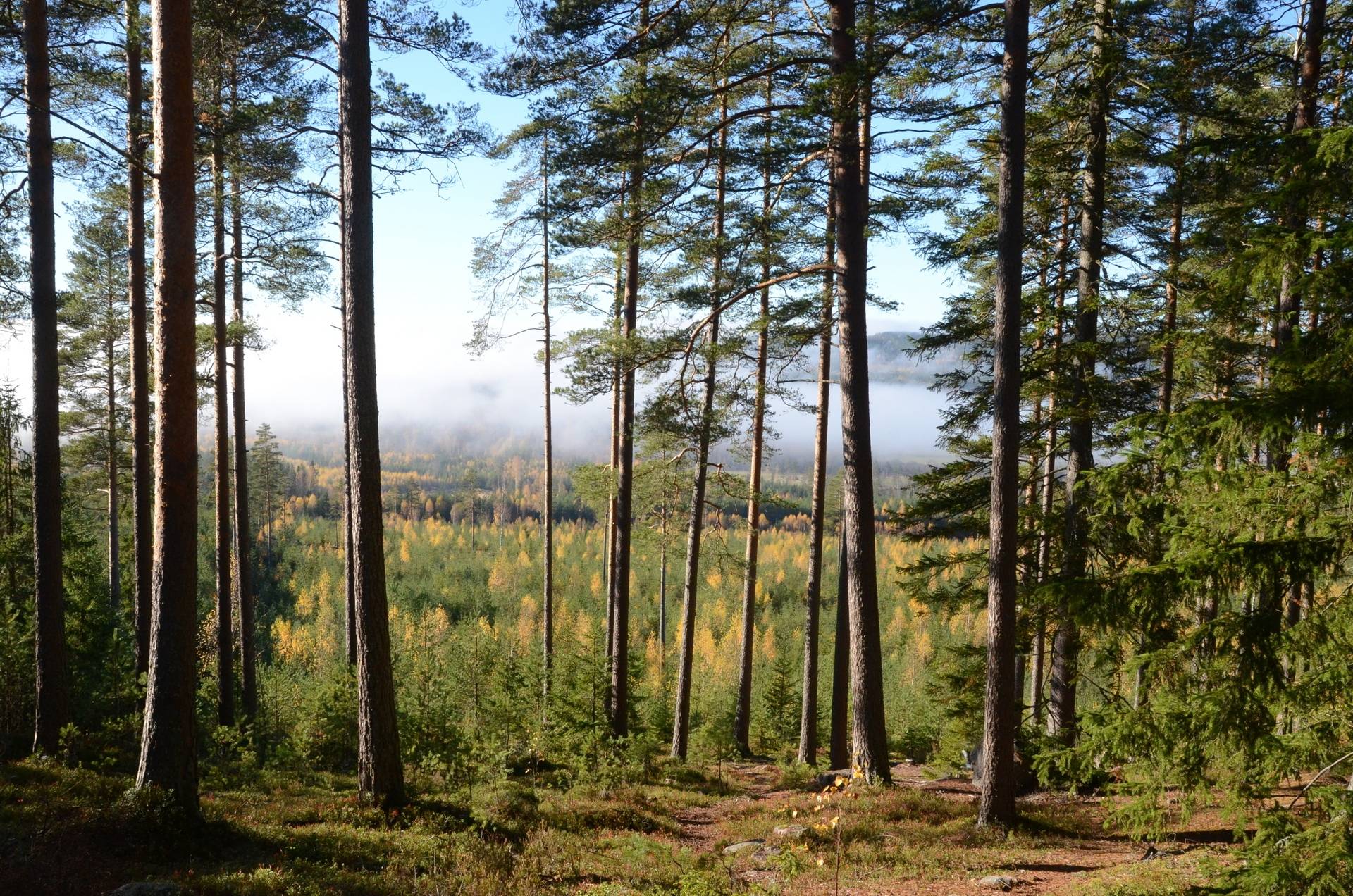 Gård med skogsbruk på Utanmyra Falu kommun - bild 50