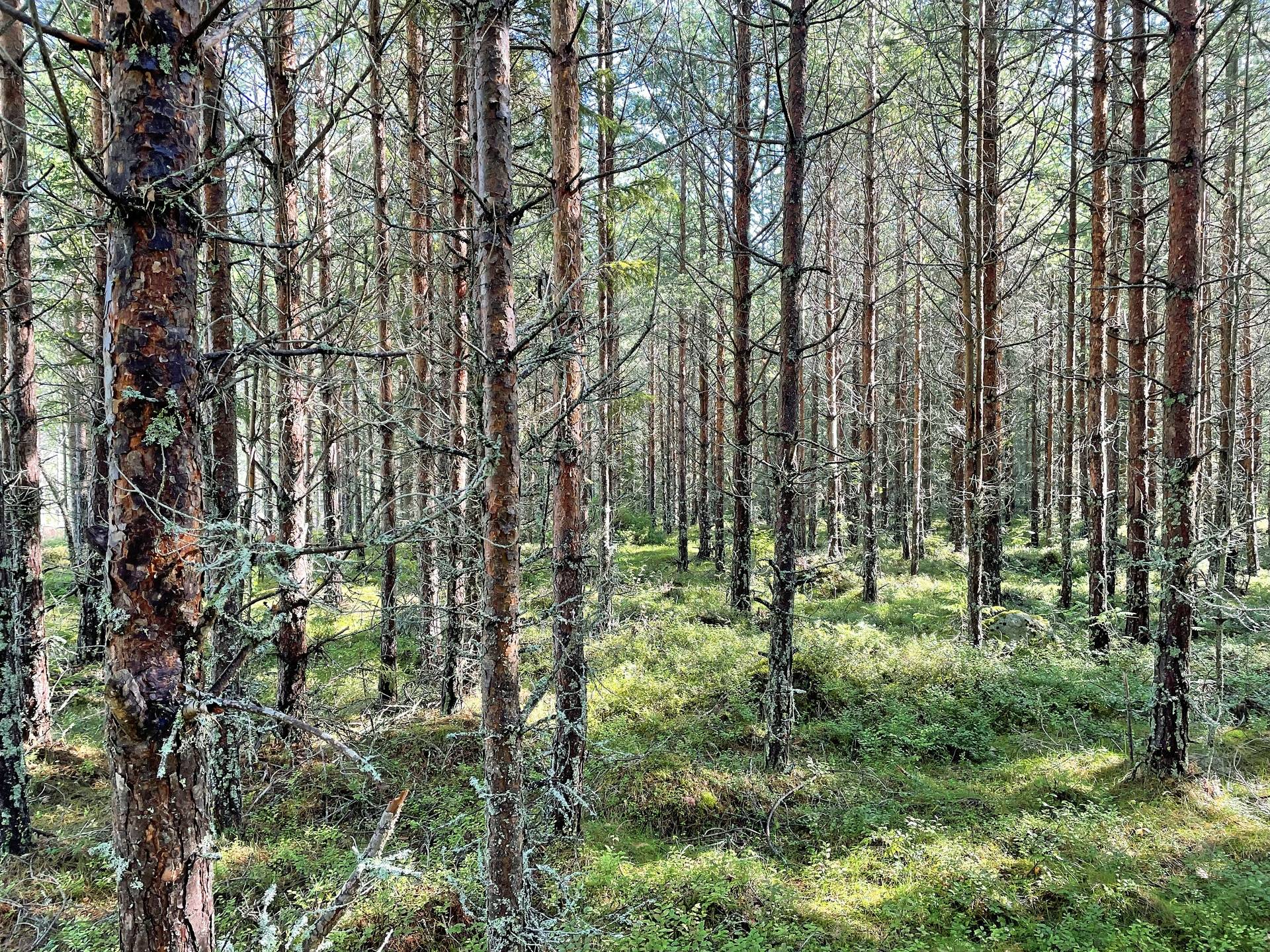 Gård med skogsbruk på Skogsskifte i Segersta Djupa Bollnäs kommun - bild 12
