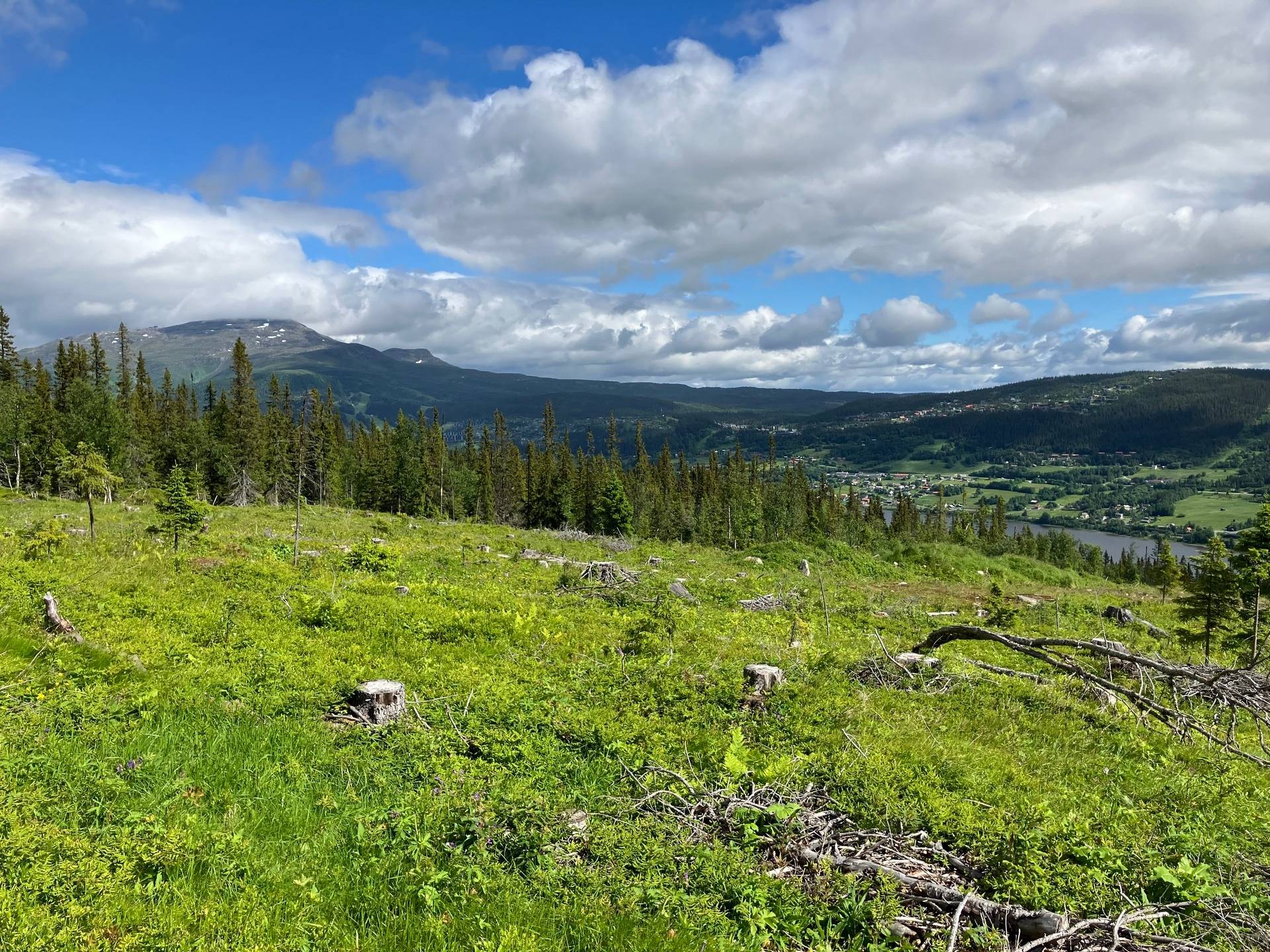 Gård med skogsbruk på ÅRE HÅRBÖRSTA 1:54 Åre kommun - bild 10