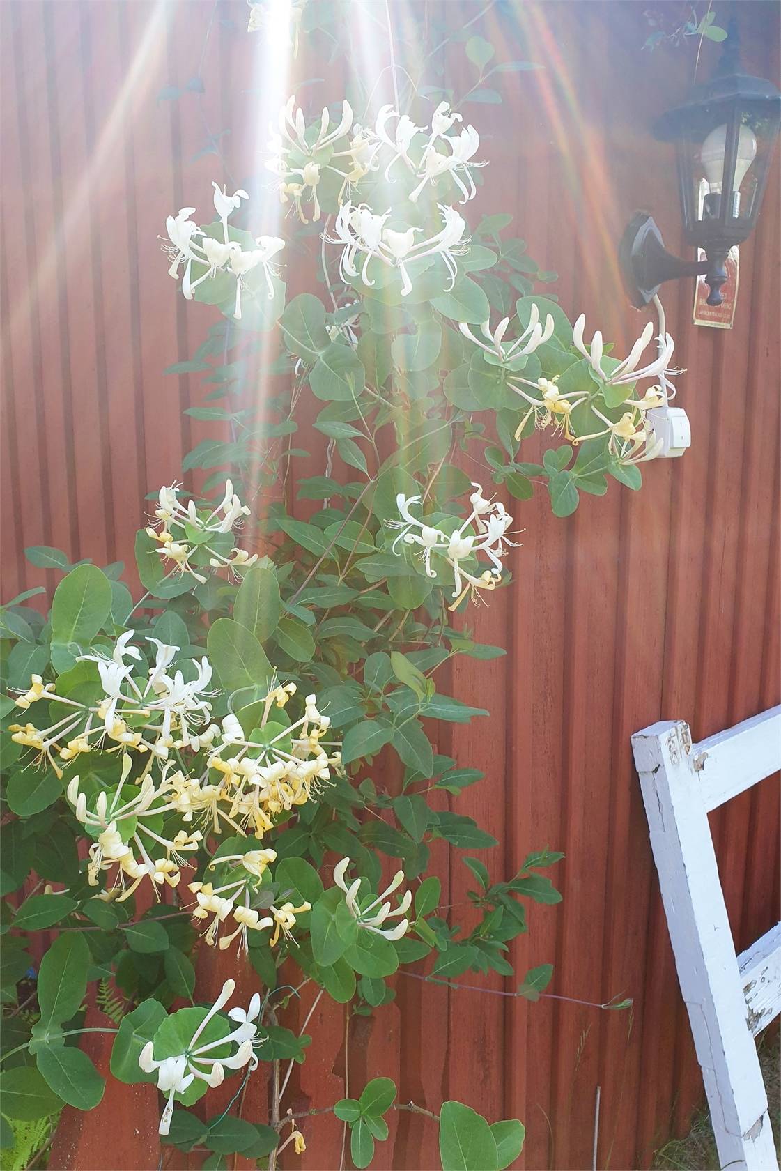 4 rum Vinterbonat fritidshus på Stråtjära 745 Stråtjära Söderhamns kommun - bild 18