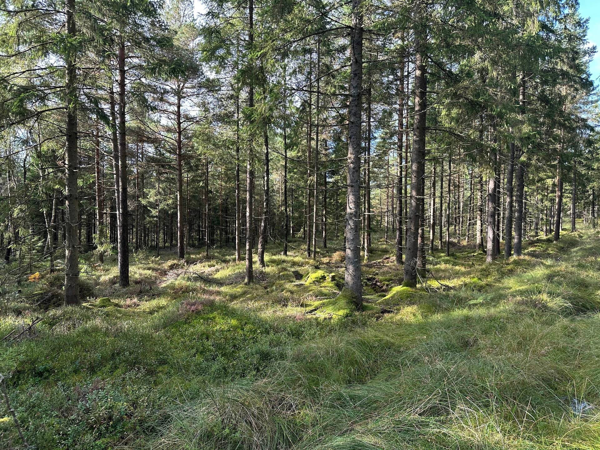Gård med skogsbruk på MARK ANABÄCKSHULT 2:14 Anabäckshult Marks kommun - bild 26