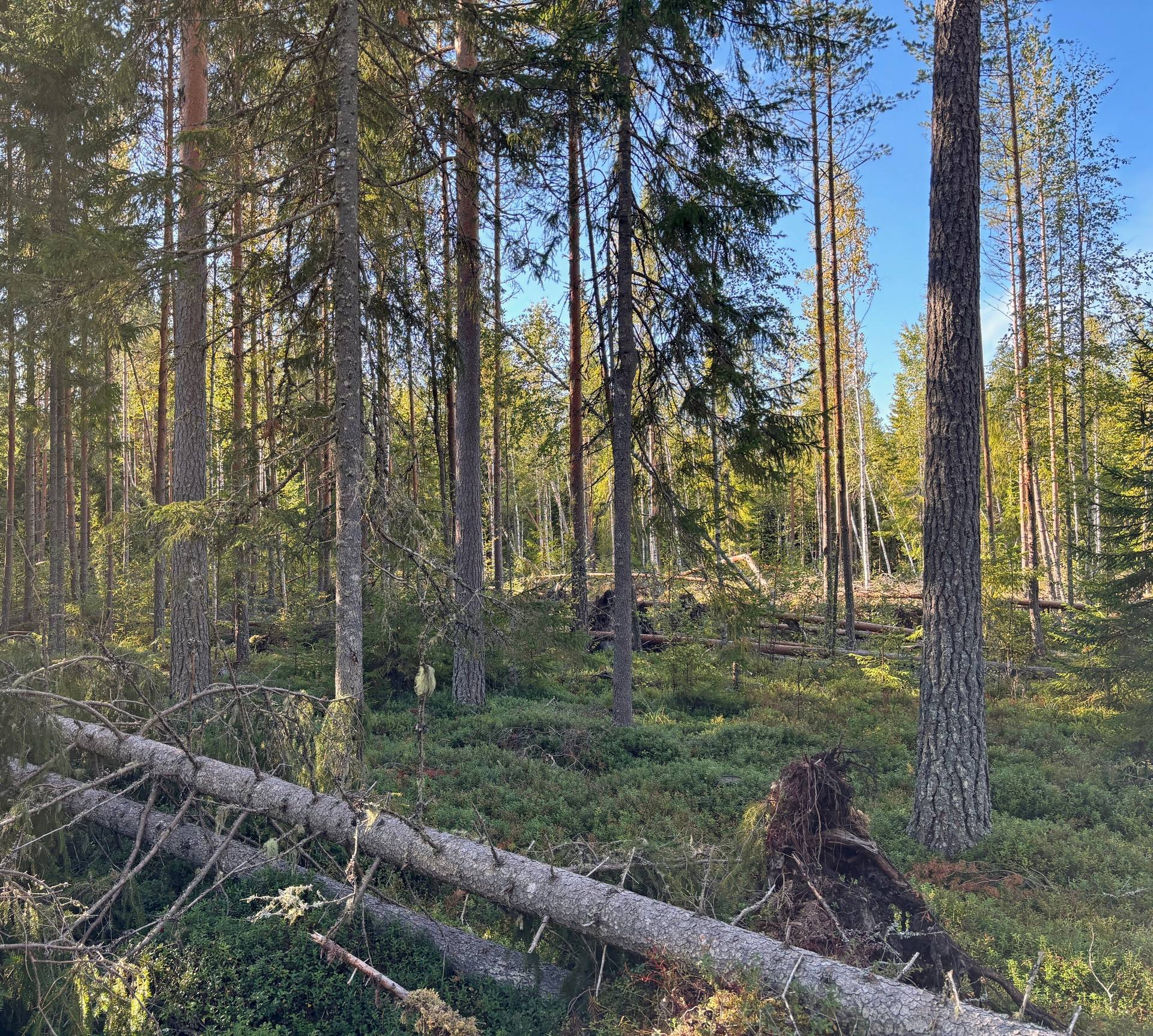 Gård med skogsbruk på Skogsfastighet i Gäddvik Gäddvik Ovanåkers kommun - bild 4