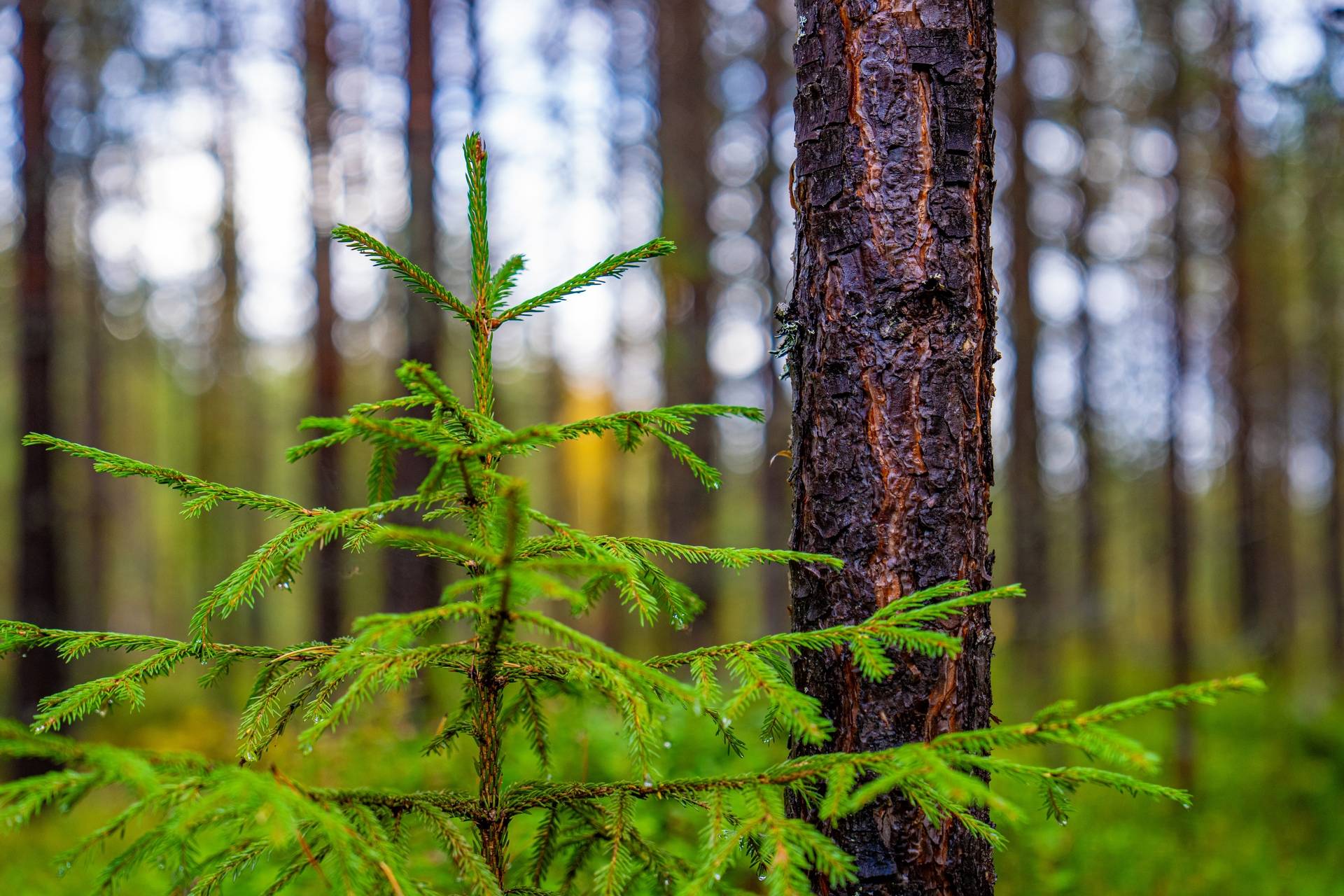 Gård/skog på Fjällsjö-Sunnansjö Strömsunds kommun - bild 1