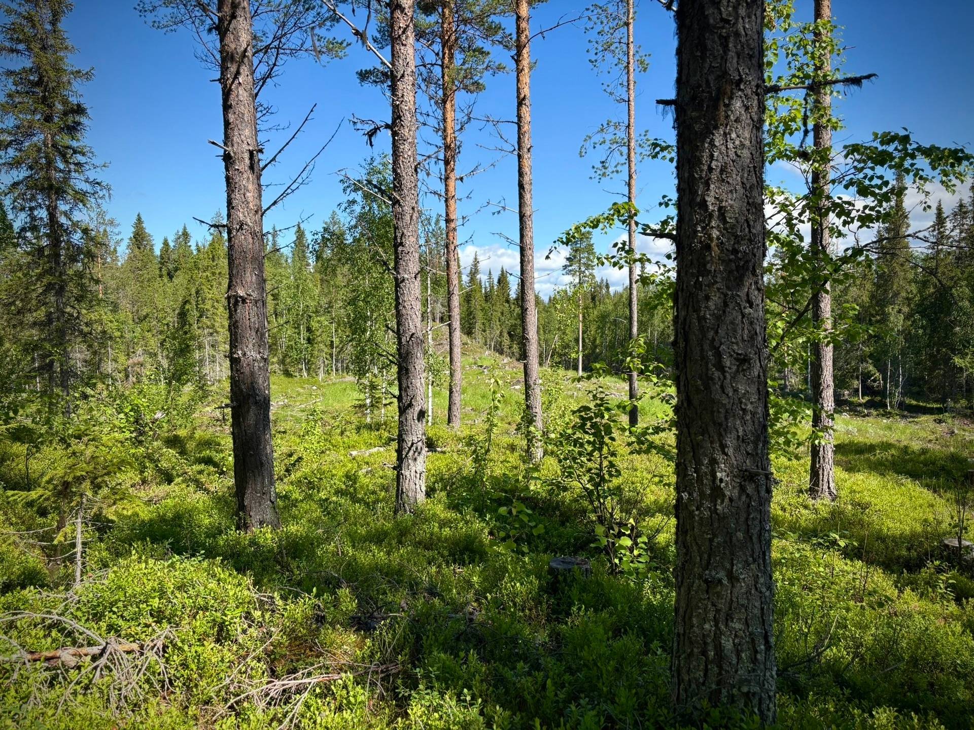 Gård/skog på Sandås 1:24 Lycksele kommun - bild 13