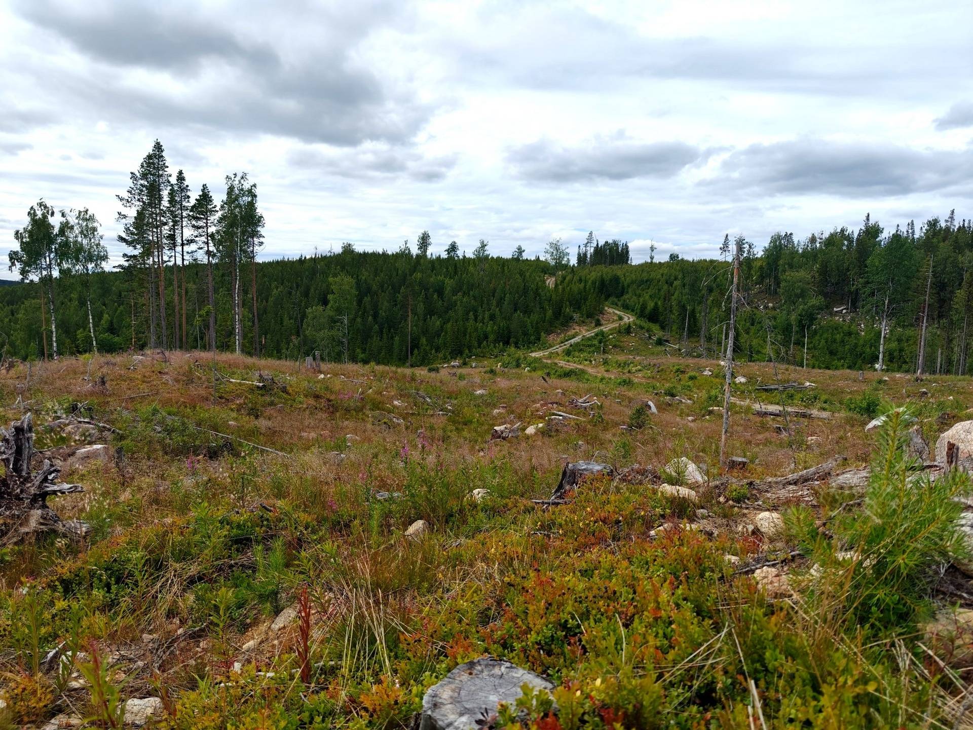 Gård med skogsbruk på BRÄCKE SÖSJÖ 2:5, 1:28, 2:34 och 2:35 Bräcke kommun - bild 18