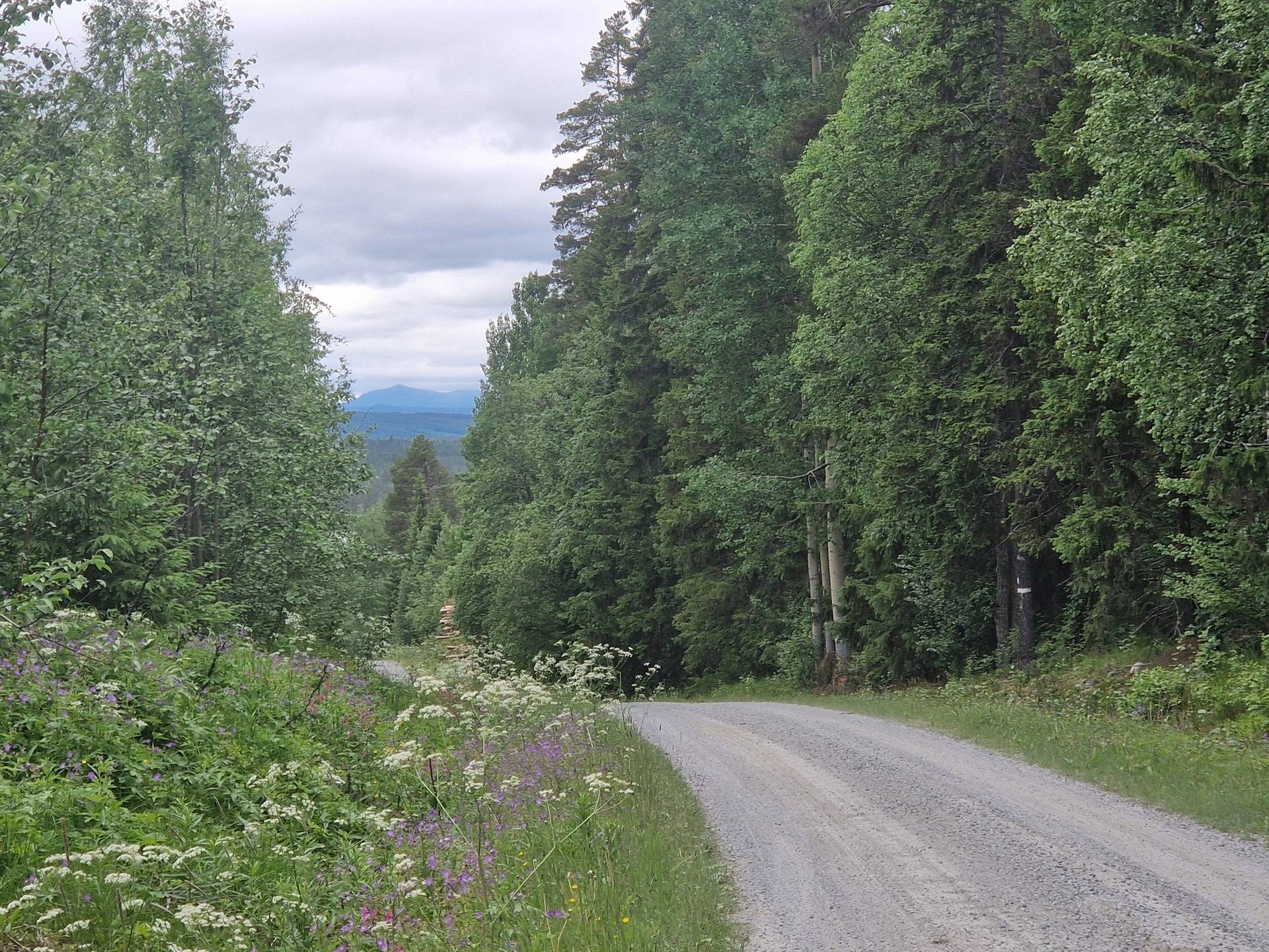 Gård med skogsbruk på KROKOM FÖLLINGE-NYLAND 1:43 Krokoms kommun - bild 20