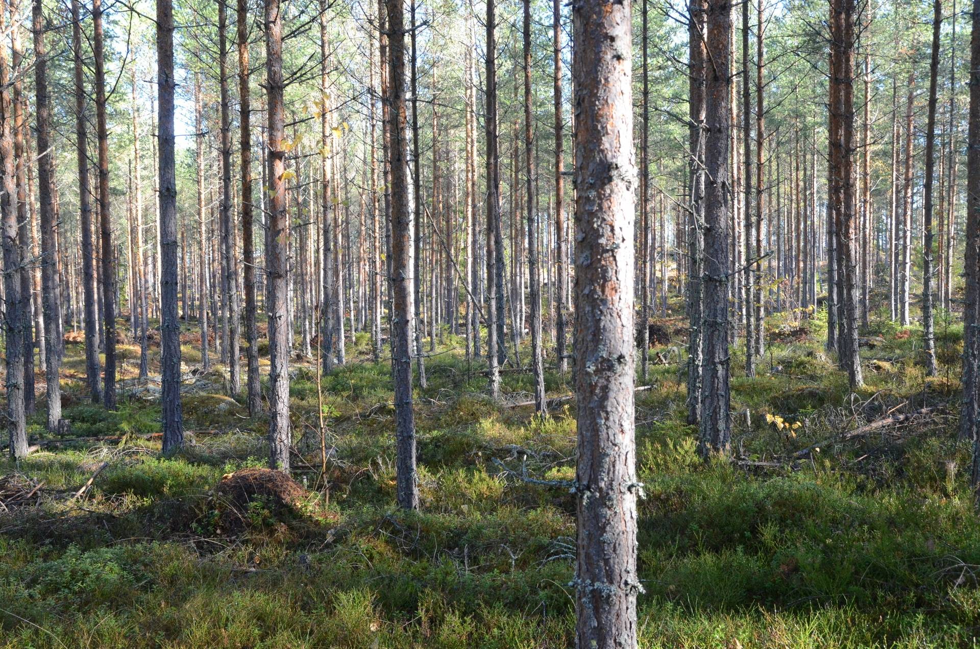 Gård med skogsbruk på Utanmyra Falu kommun - bild 47