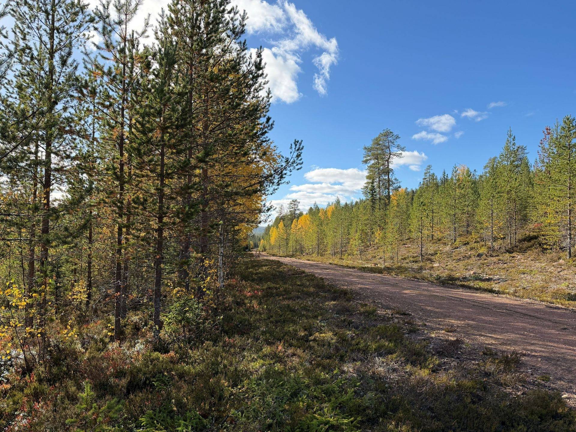 Gård/skog på Limbäck 103:2 Mora kommun - bild 20